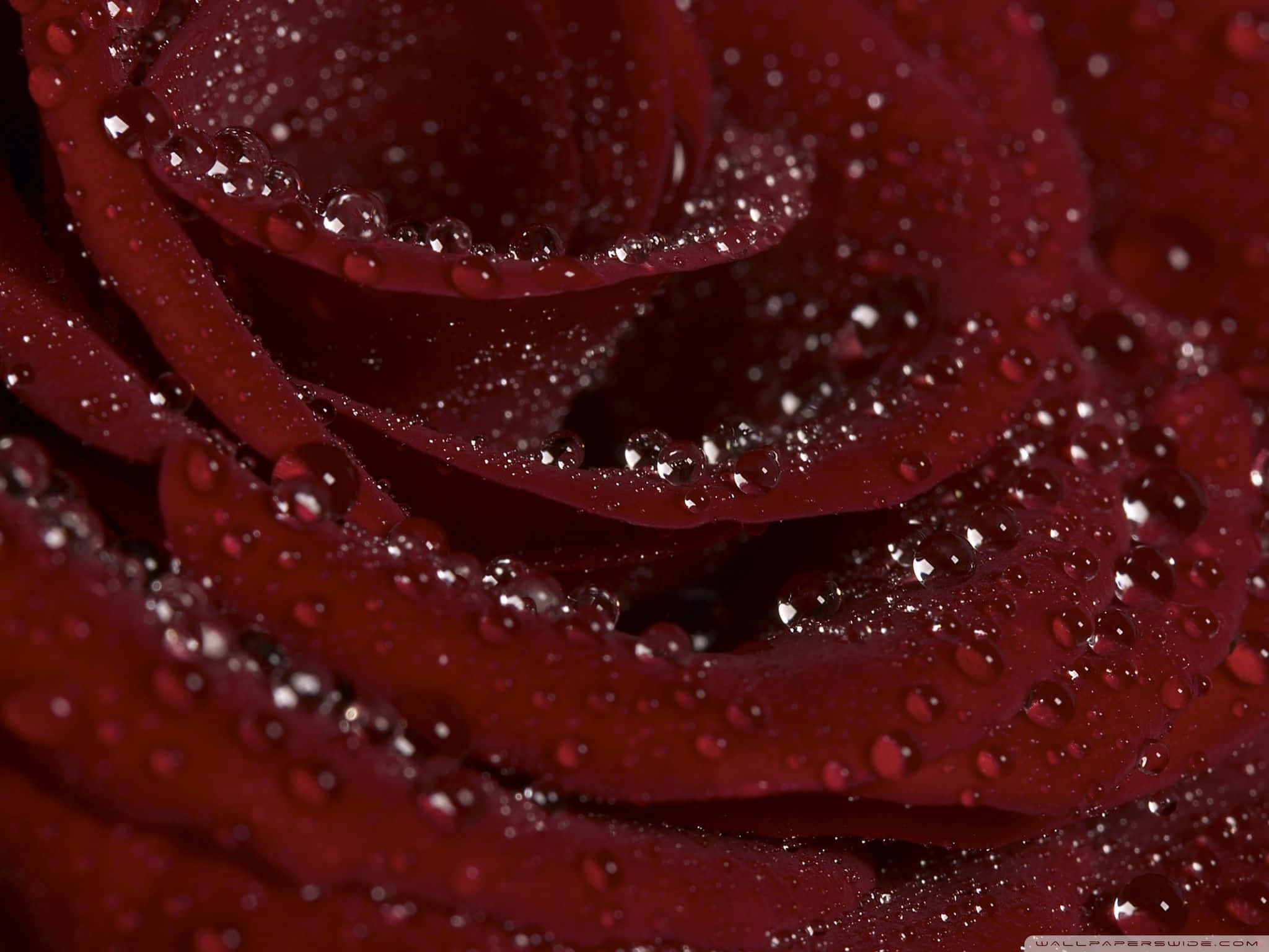 Maroon Aesthetic 桌布 壁紙 — 深紅色玫瑰的特寫，天鵝絨般的花瓣上閃爍著水珠。