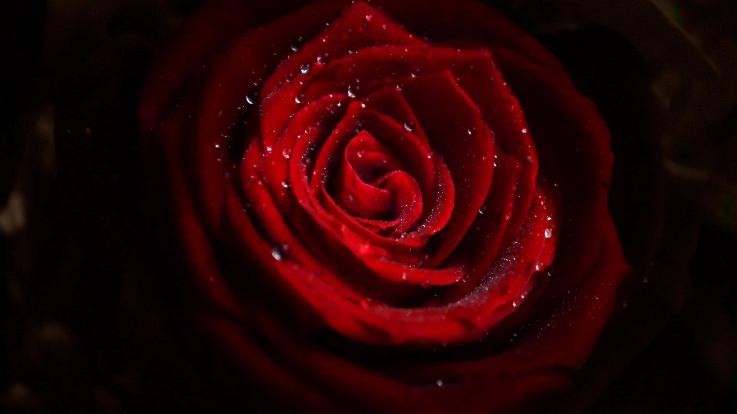 Valentines Day Roses 桌布 壁紙 — 深紅色玫瑰的特寫，帶有閃爍的水珠，背景為深色。