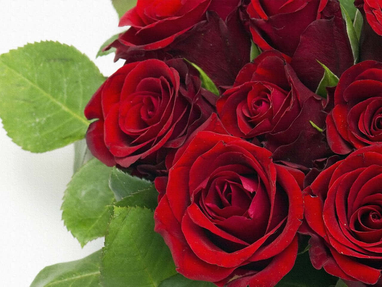 Bouquet 桌布 壁紙 — 深紅色玫瑰的特寫，花瓣光澤，綠葉鮮明，襯托在潔白背景上。