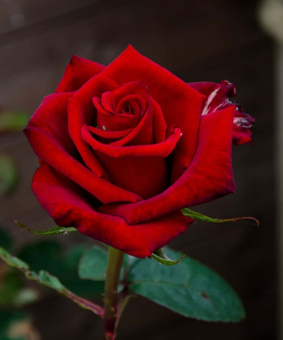 Beautiful Rose 桌布 壁紙 — 深紅色玫瑰的特寫，花瓣如天鵝絨般柔軟，邊緣略顯枯萎，背景為模糊的深色。
