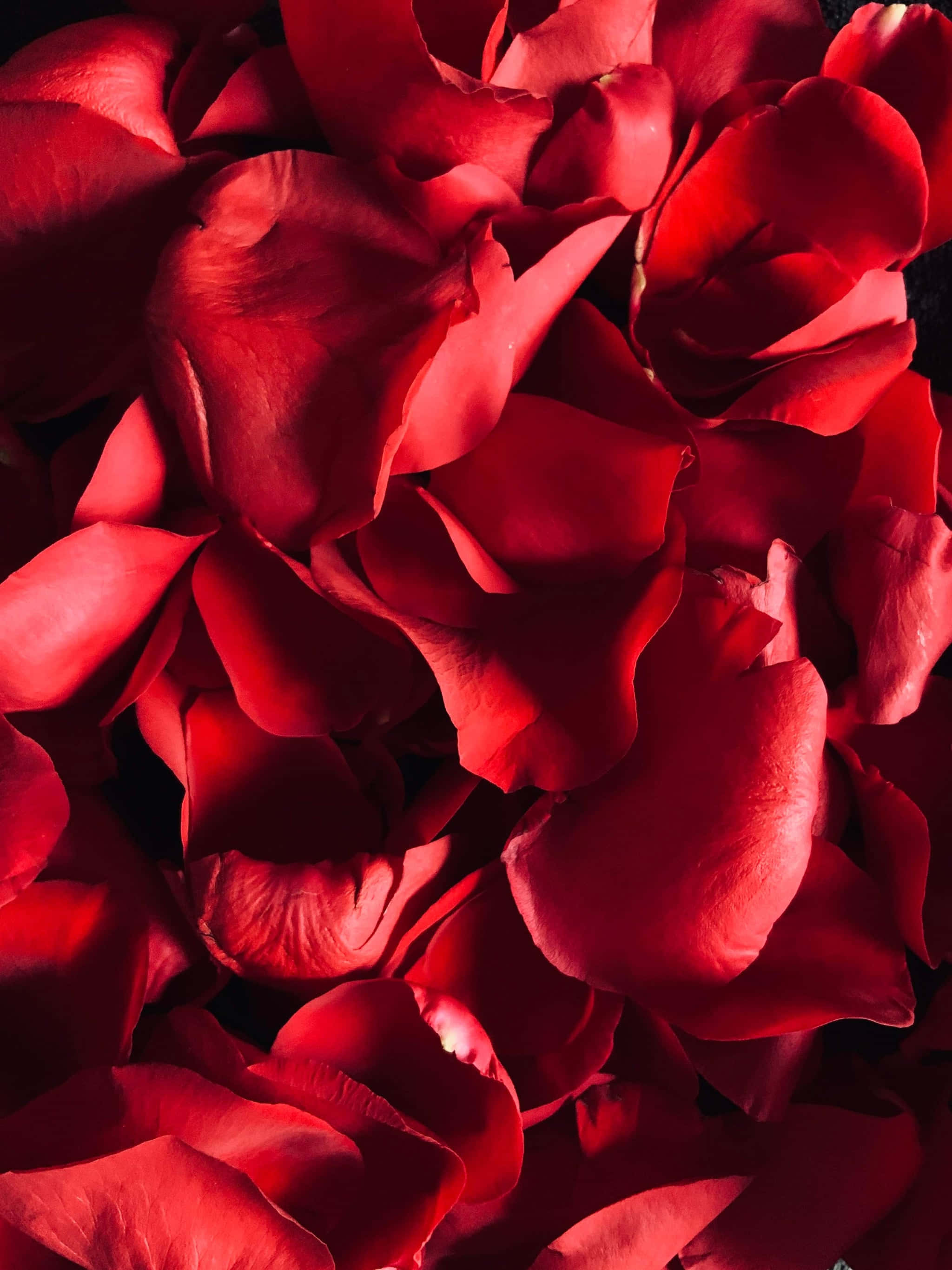 Aesthetic Red 桌布 壁紙 — 深紅色玫瑰花瓣的特寫，帶有柔和陰影和細膩質感，襯托在深色背景上。
