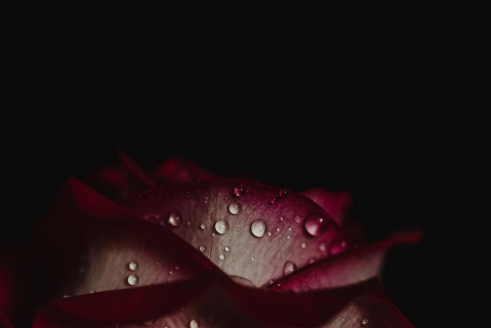Droplets 桌布 壁紙 — 深紅色玫瑰花瓣的特寫，帶有閃閃發光的水珠，襯托在純黑背景上。