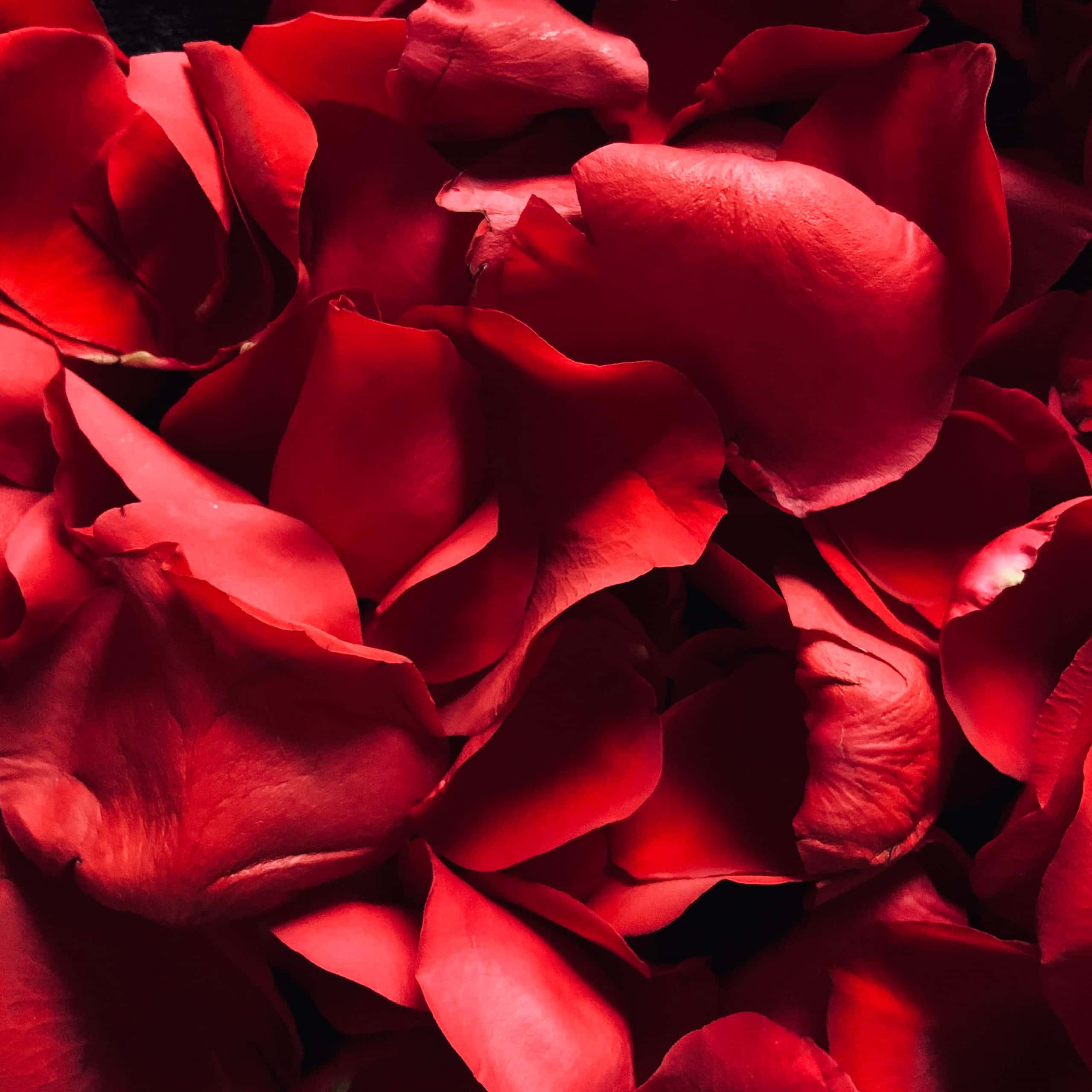 Red Roses 桌布 壁紙 — 深紅色玫瑰花瓣的特寫，戲劇性的燈光和深邃陰影營造出奢華質感。