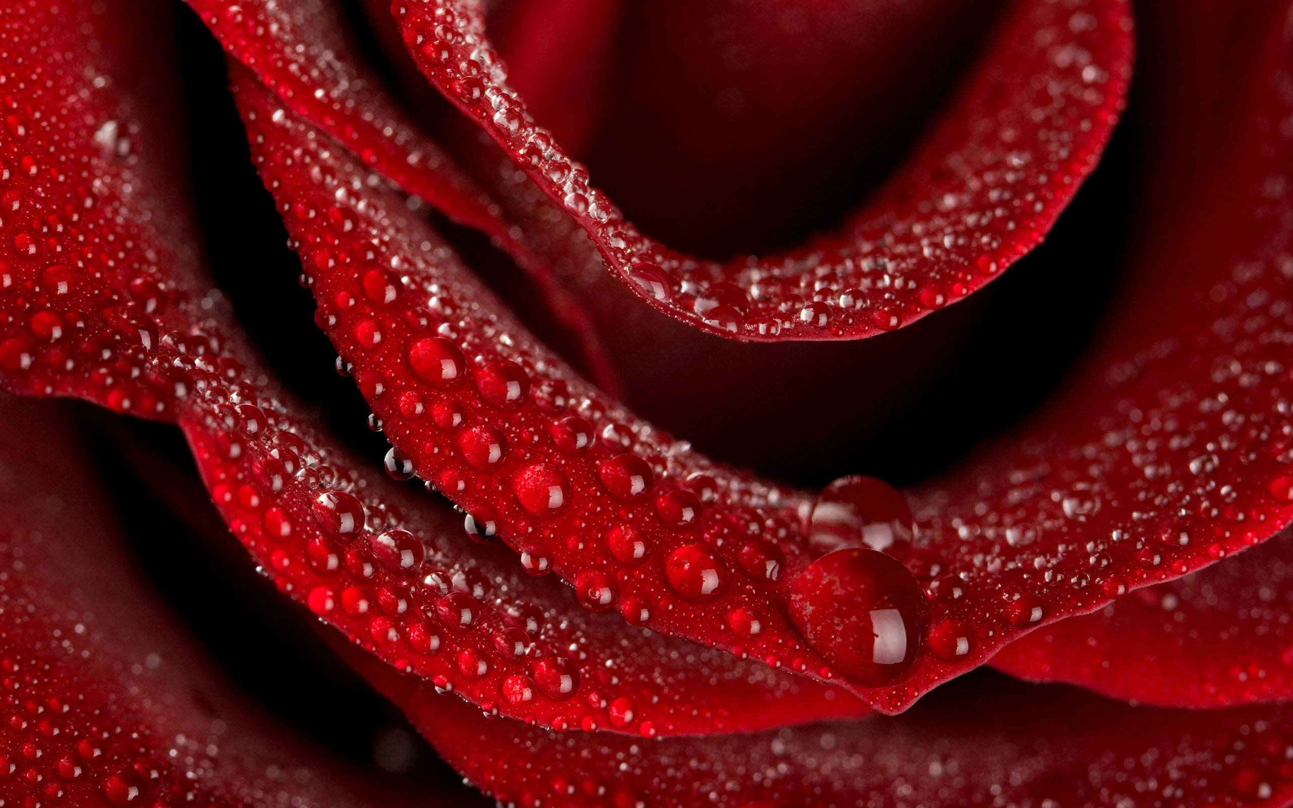 Rose Flower 桌布 壁紙 — 深紅色玫瑰花瓣的特寫，閃爍的水珠在黑暗背景下捕捉光線。