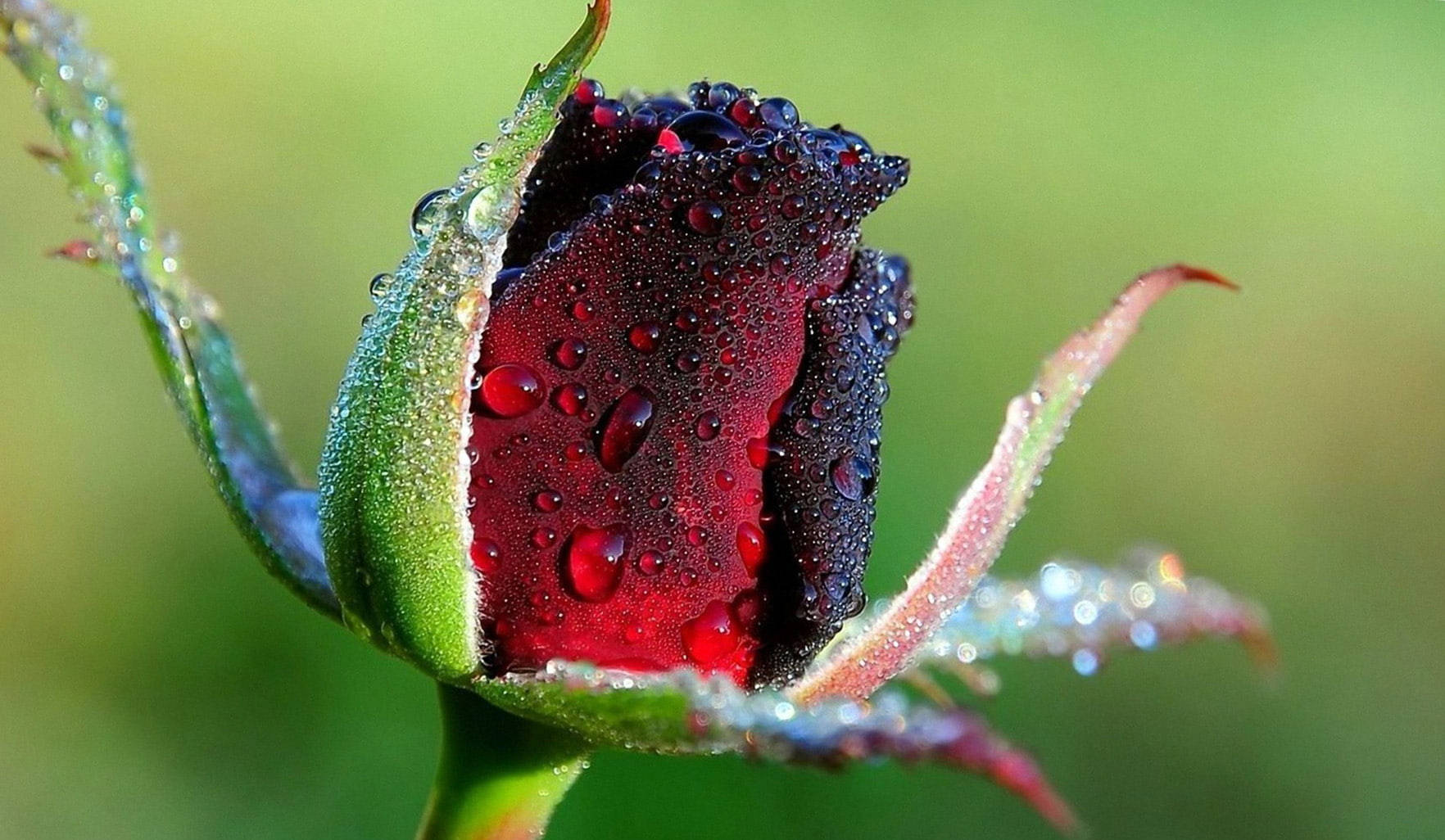 Rose Flower 桌布 壁紙 — 深紅色玫瑰花蕾在柔和綠色背景下閃爍著露珠的特寫。