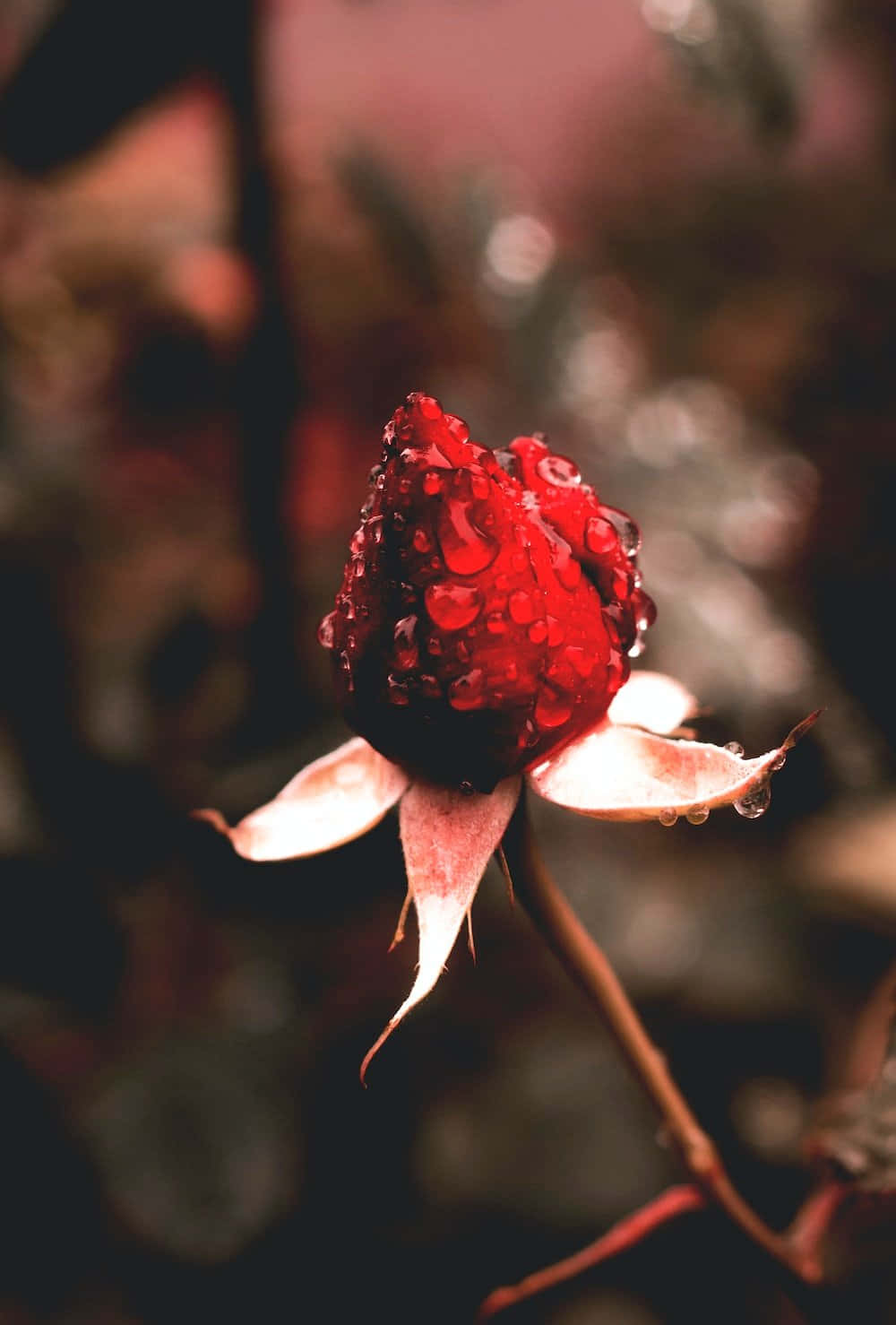 Rose In Rain 桌布 壁紙 — 深紅色玫瑰花蕾的特寫，在柔和模糊的深色背景上閃爍著露珠。