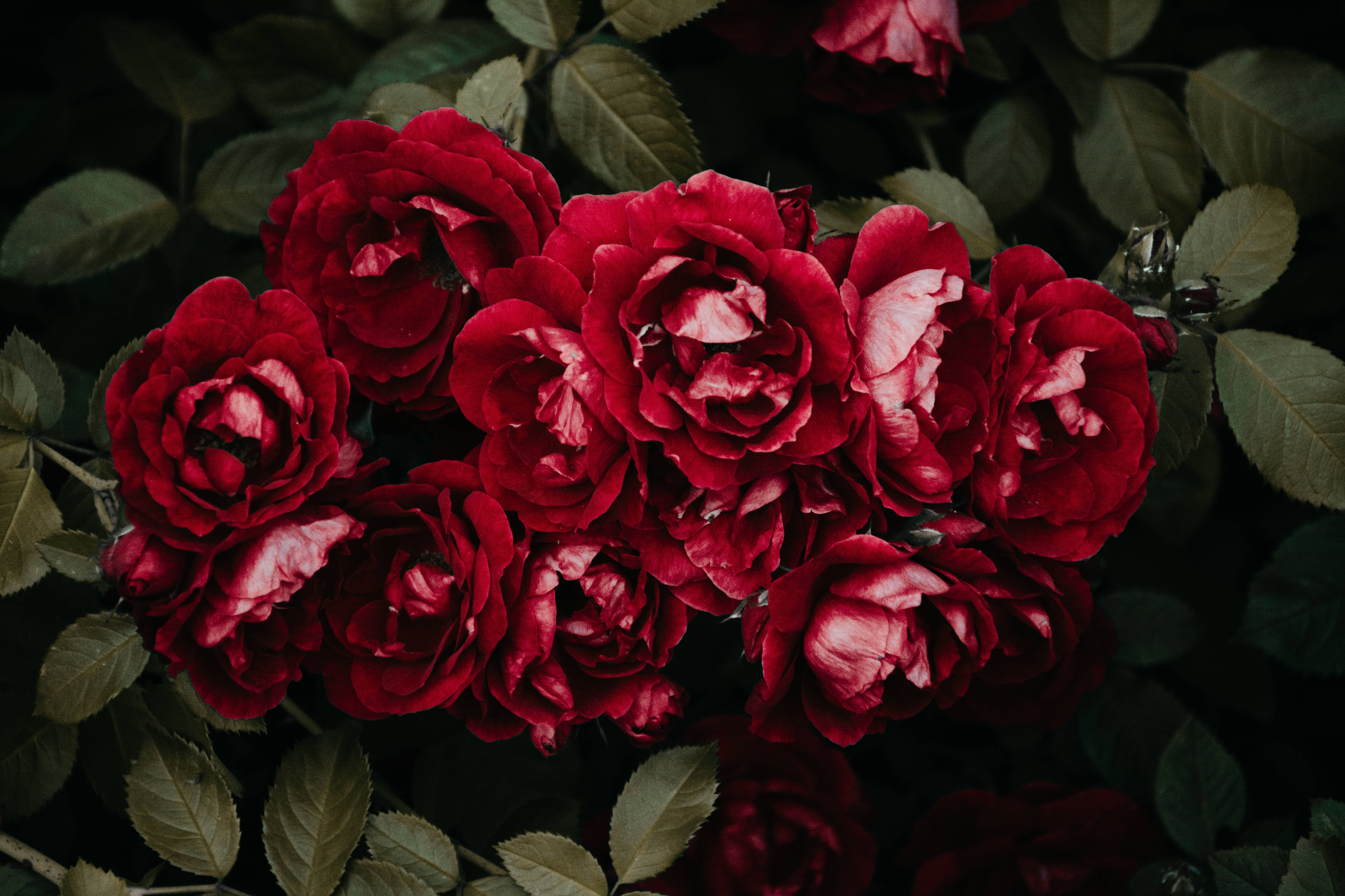 Rose HD 桌布 壁紙 — 深紅色的玫瑰在深綠色葉子的背景下，在充滿氣氛的花園場景中茂盛綻放。