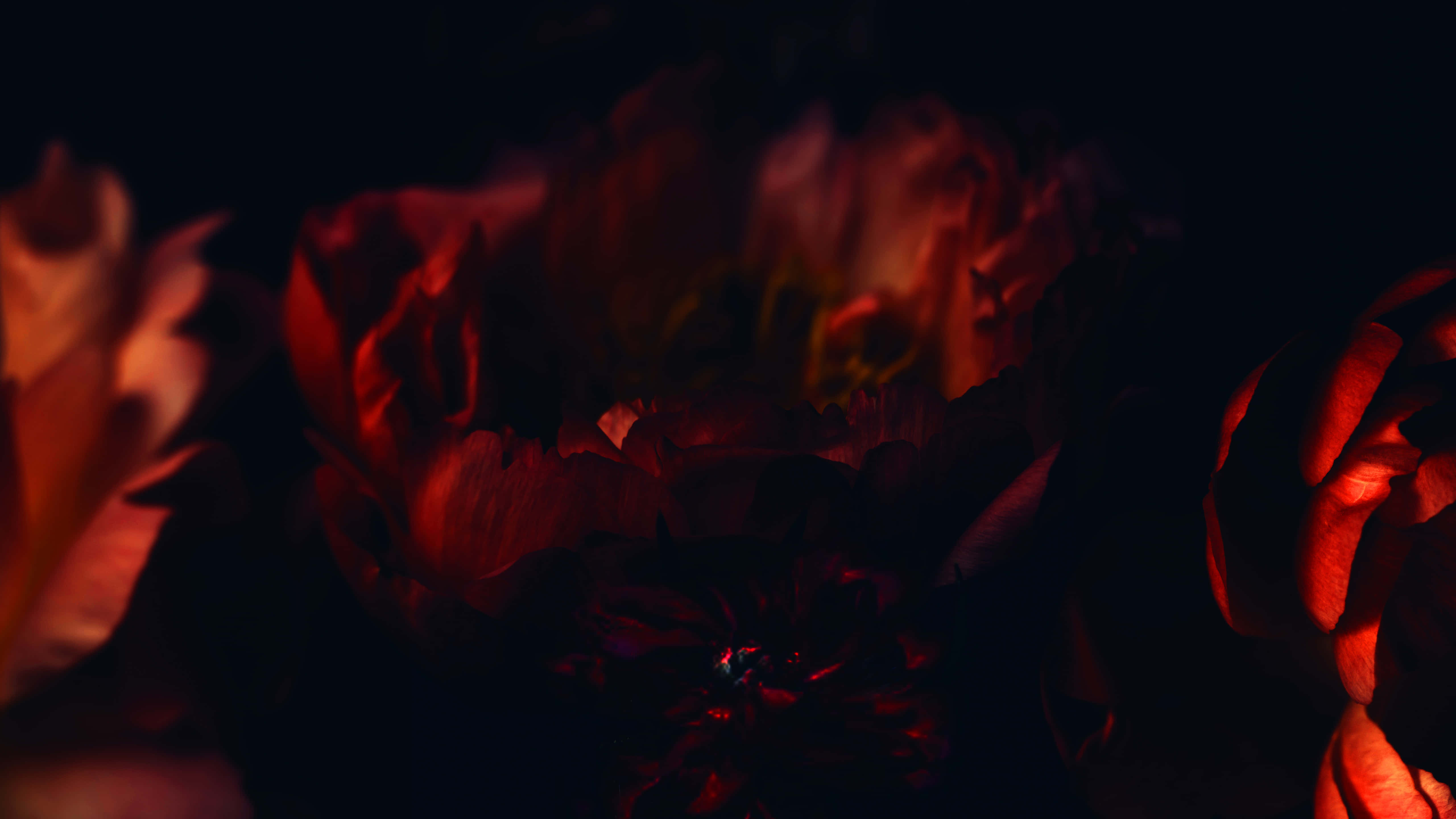 Red Rose Aesthetic 桌布 壁紙 — 深紅色花朵在漆黑背景前柔和發光，營造出充滿氛圍的特寫鏡頭。
