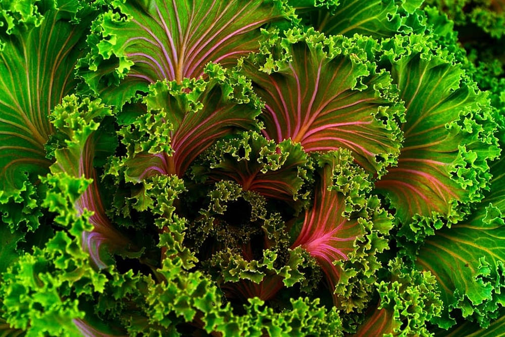 Cabbage 桌布 壁紙 — 深紅色葉脈從深色中心放射出來的鮮綠色羽衣甘藍特寫。