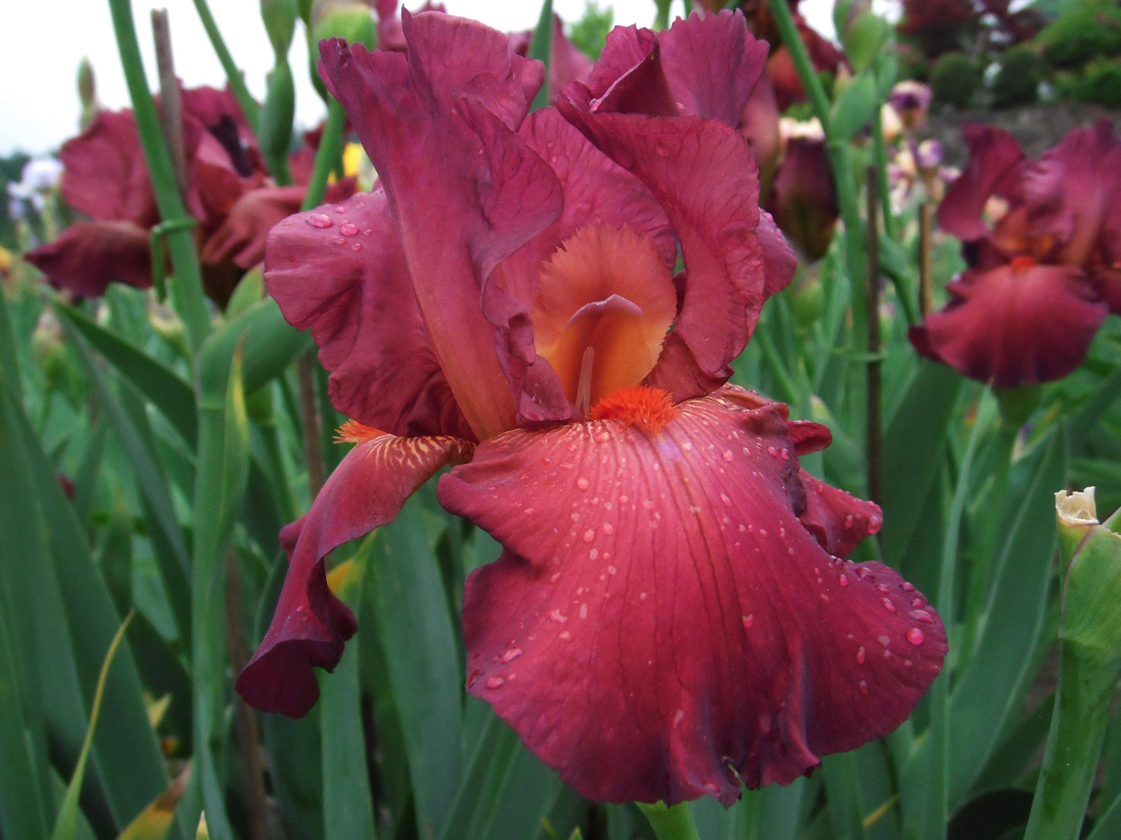 Iris 桌布 壁紙 — 深紅色鳶尾花的特寫，花瓣上閃爍著水珠，背景是綠色葉子。