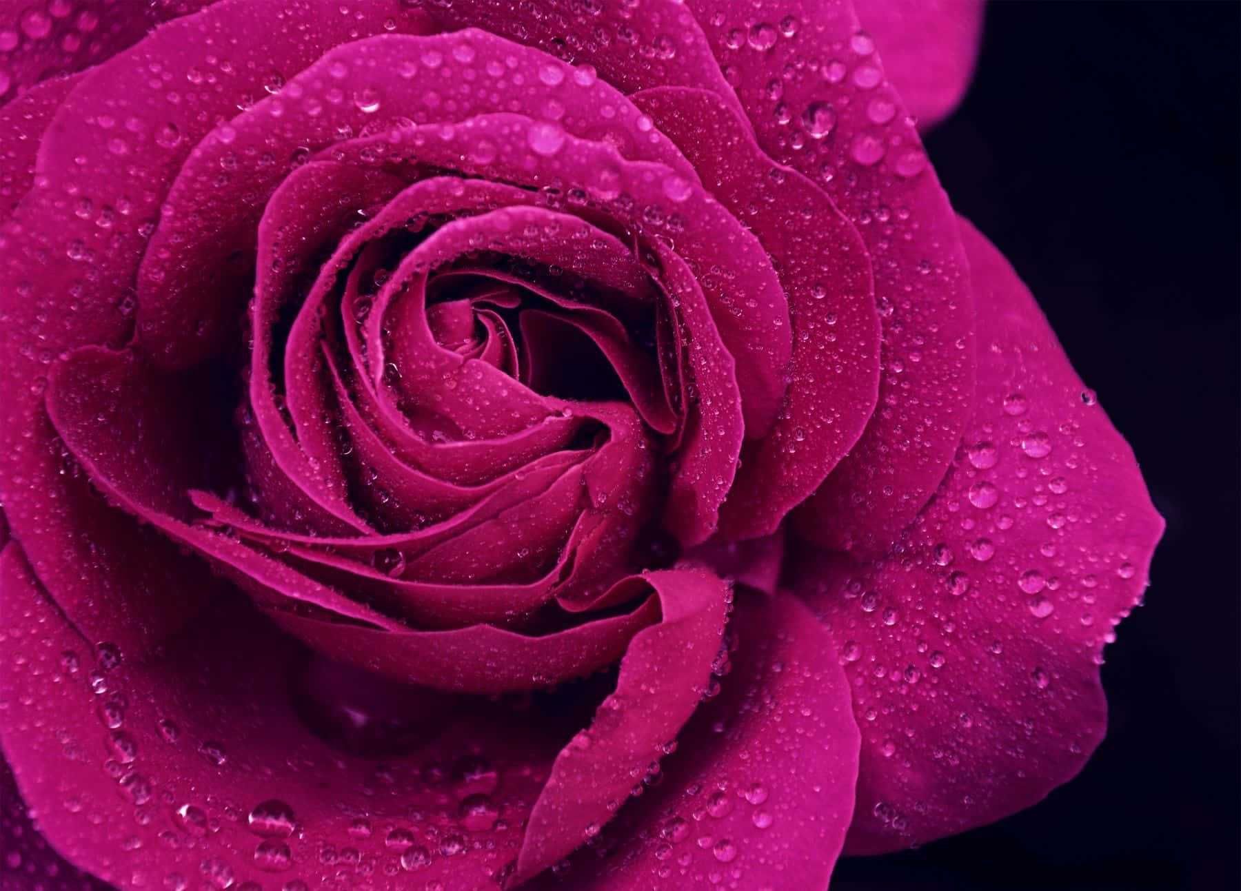 Pink Roses 桌布 壁紙 — 深紫紅色玫瑰的特寫，其天鵝絨般的花瓣上閃爍著水珠，背景為深色。