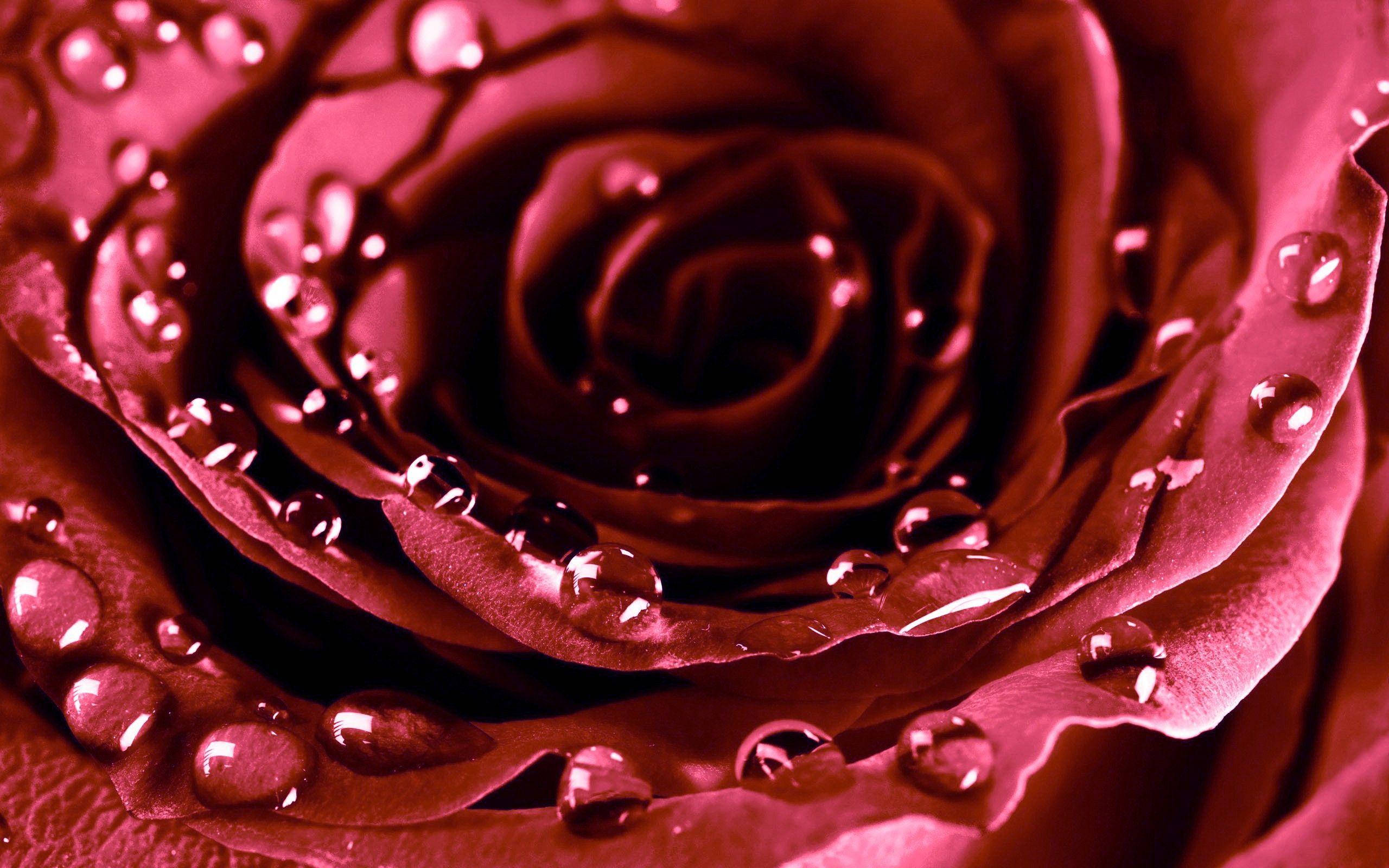 beautiful rose HD 桌布 壁紙 — 深紫紅色玫瑰的特寫，天鵝絨般的花瓣上閃爍著水珠。