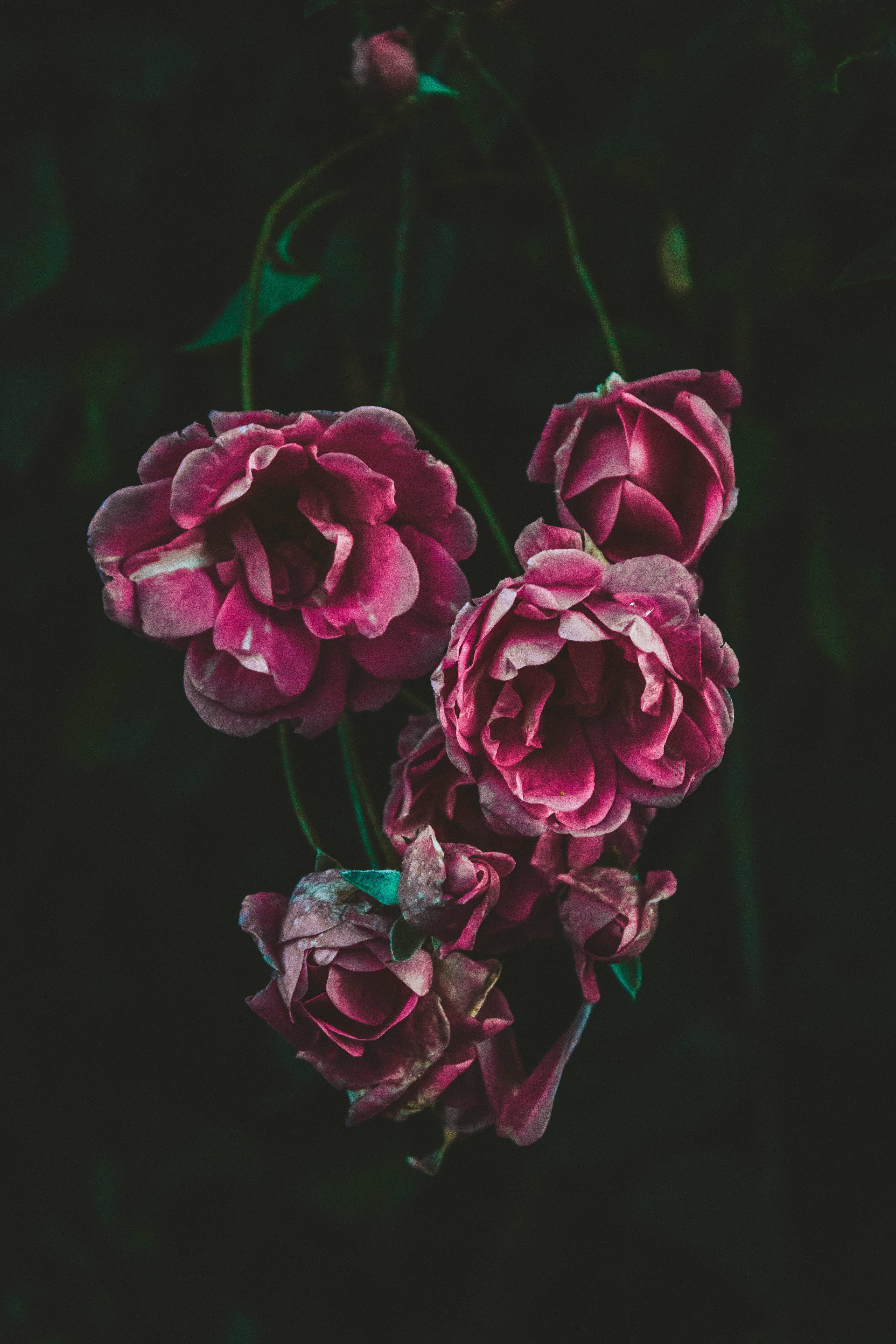 Rose Flower 桌布 壁紙 — 深紫紅色的玫瑰，花瓣細膩，在陰暗的背景中優雅地垂下。