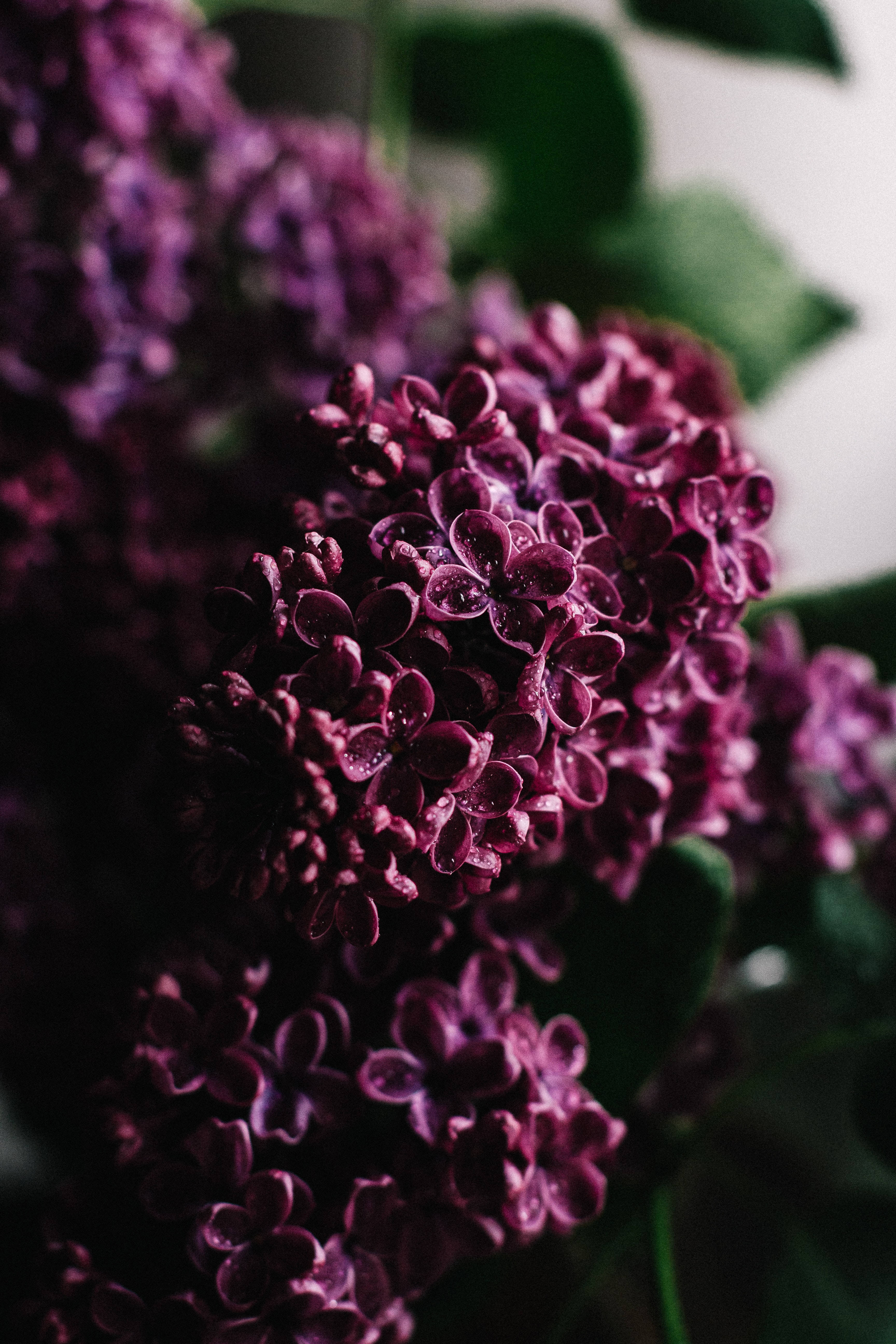 Flowers 桌布 壁紙 — 深紫色丁香花特寫，在柔和模糊的綠葉襯托下閃爍著露珠。