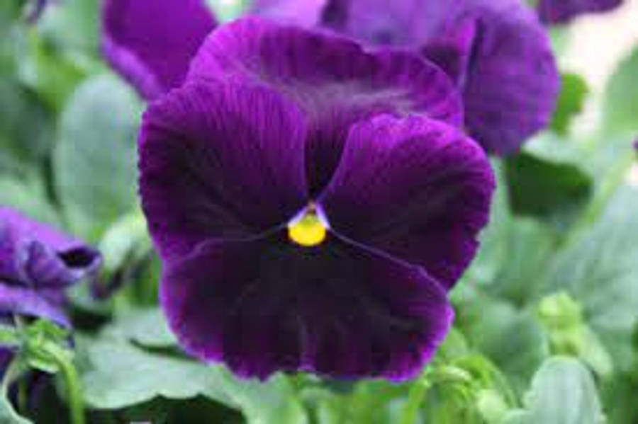 Pansy 桌布 壁紙 — 深紫色三色堇的特寫，帶有明亮的黃色中心，周圍環繞著茂密的綠色葉子。