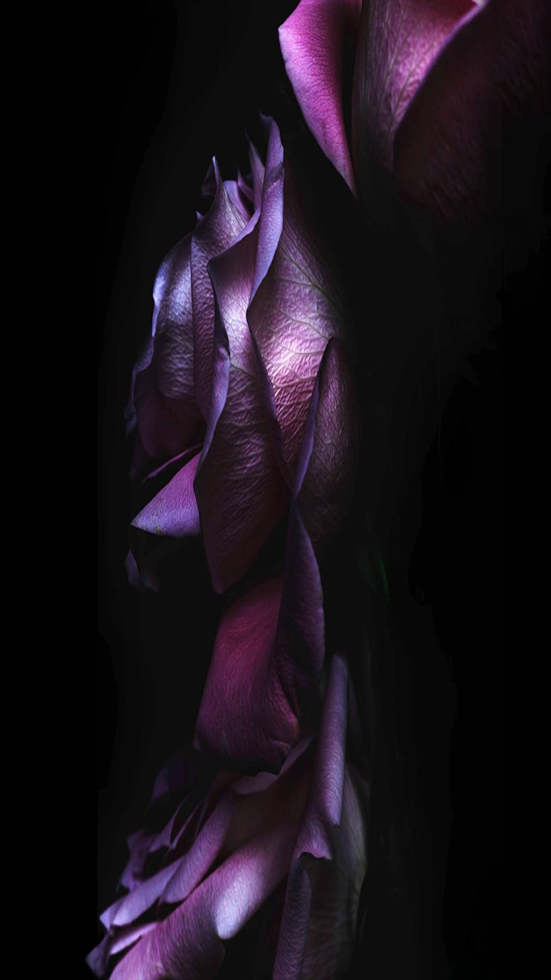 Black And Purple 桌布 壁紙 — 深紫色玫瑰的戲劇性特寫，天鵝絨般的花瓣在純黑背景下被照亮。