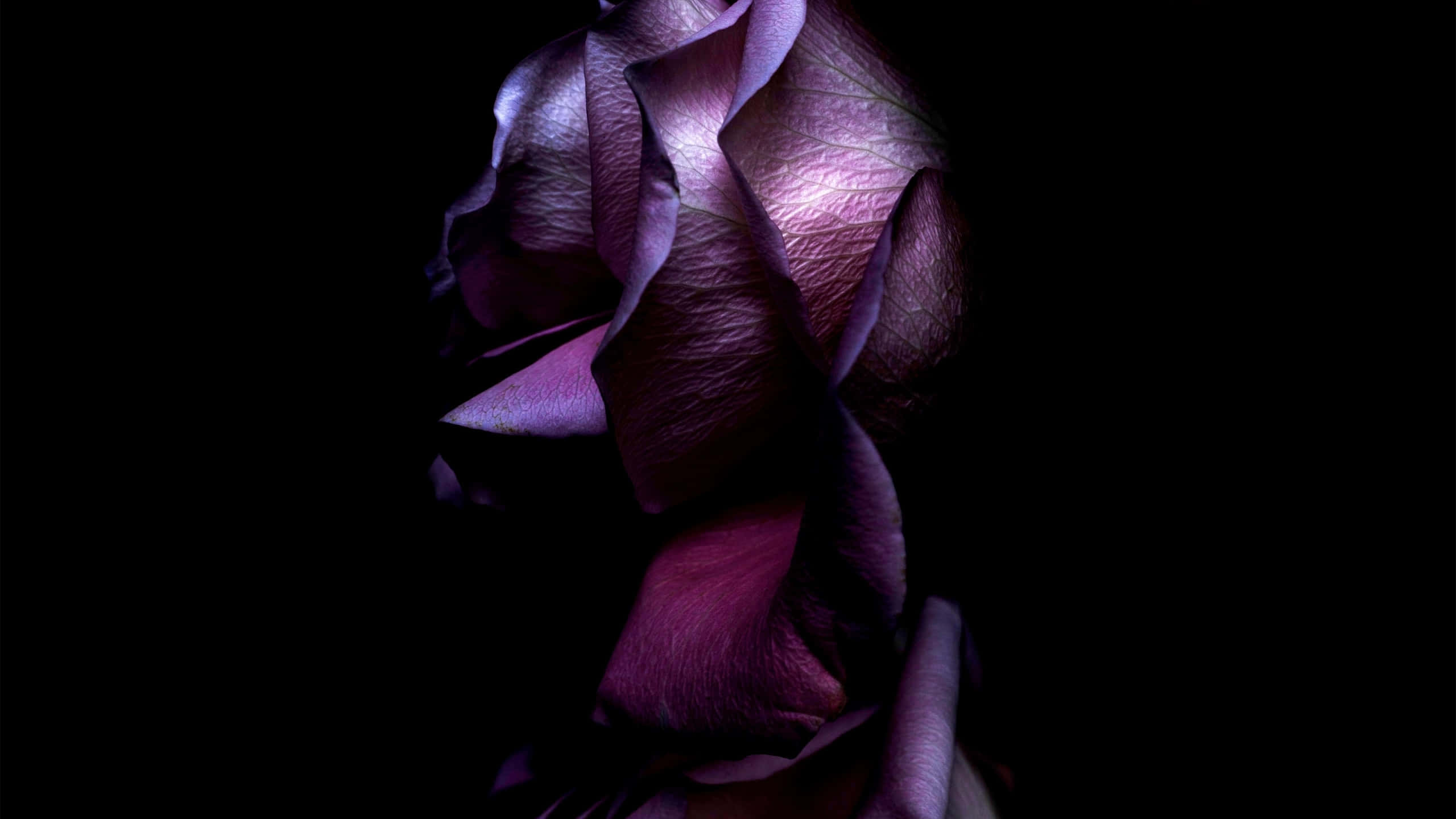 Flowers Aesthetic 桌布 壁紙 — 深紫色玫瑰的戲劇性特寫，帶有紋理的花瓣在漆黑背景中閃耀。