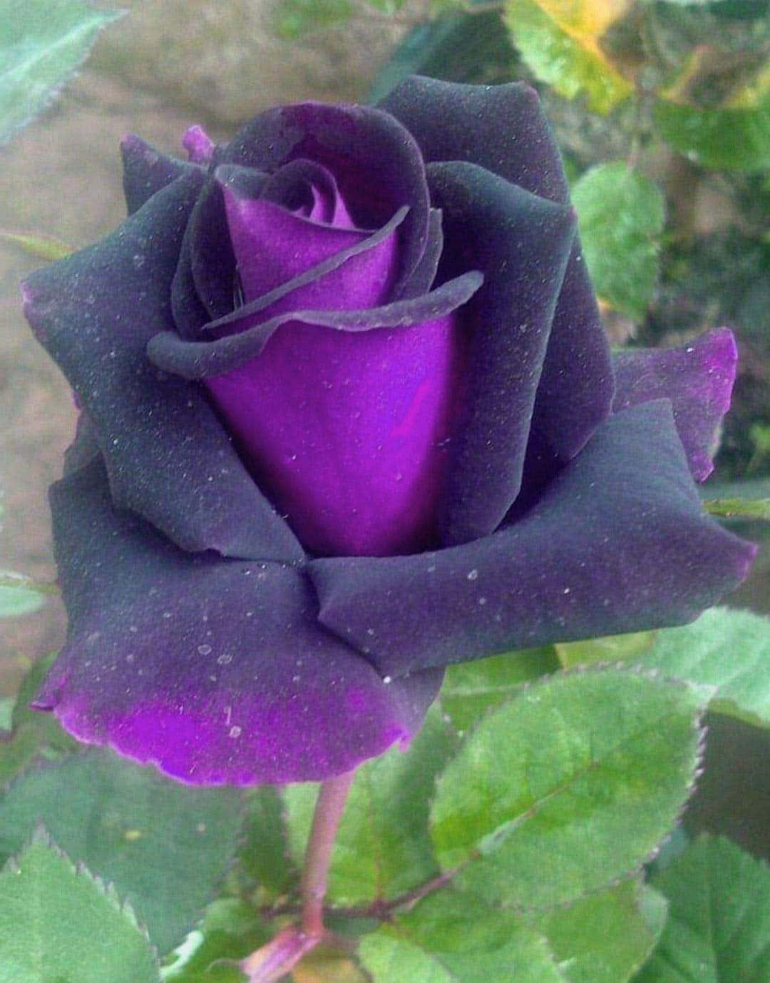Rose Flower 桌布 壁紙 — 深紫色玫瑰的特寫，外層花瓣深色，內層花瓣鮮豔，周圍環繞著綠葉。