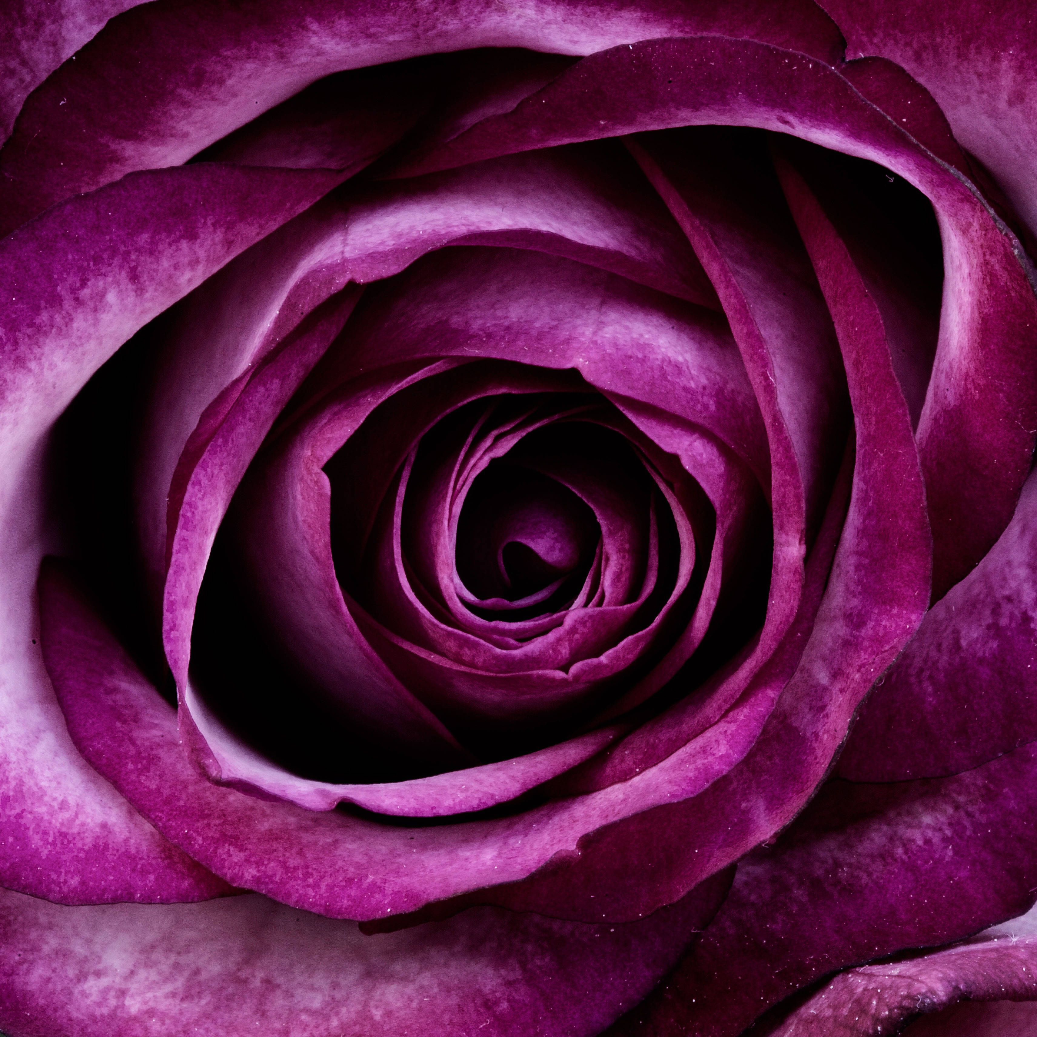 Rose Aesthetic 桌布 壁紙 — 深紫色玫瑰的特寫，展現出複雜的螺旋花瓣、天鵝絨般的質感和柔和的光線亮點。