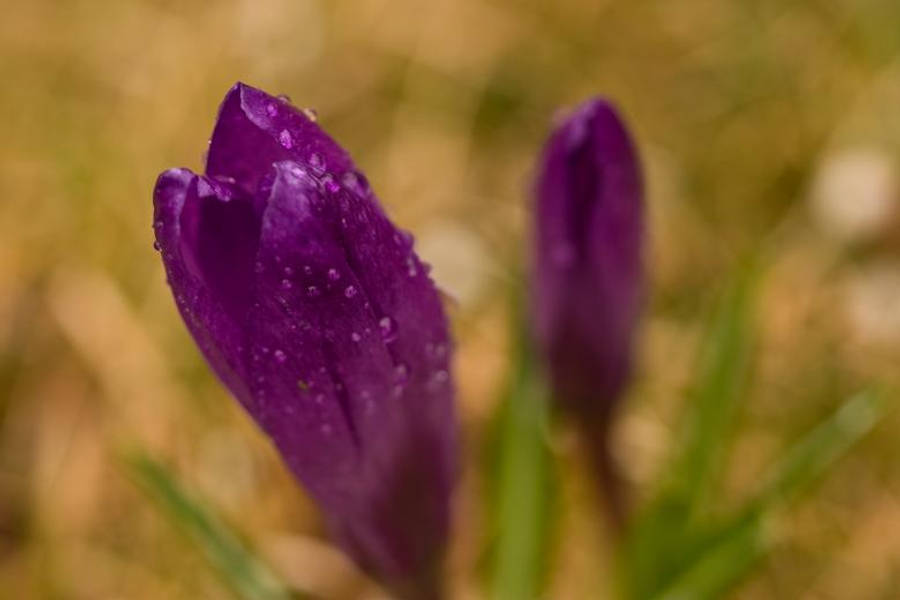 Droplets 桌布 壁紙 — 深紫色番紅花蕾的特寫，在柔和模糊的草地背景下閃爍著露珠。
