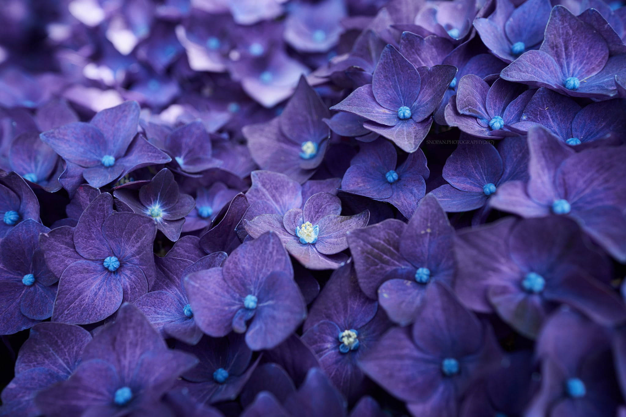 Violet 桌布 壁紙 — 深紫色繡球花近距離特寫，帶有充滿活力的藍色花心，形成茂密質感的花卉掛毯。