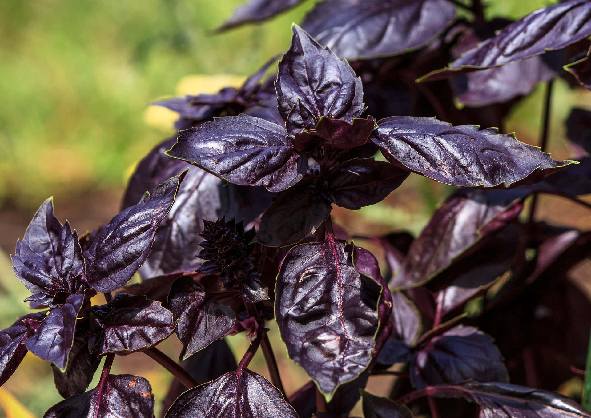 Purple Basil 桌布 壁紙 — 深紫色羅勒葉的特寫，葉緣呈鋸齒狀，葉脈清晰可見，背景為模糊的綠色。
