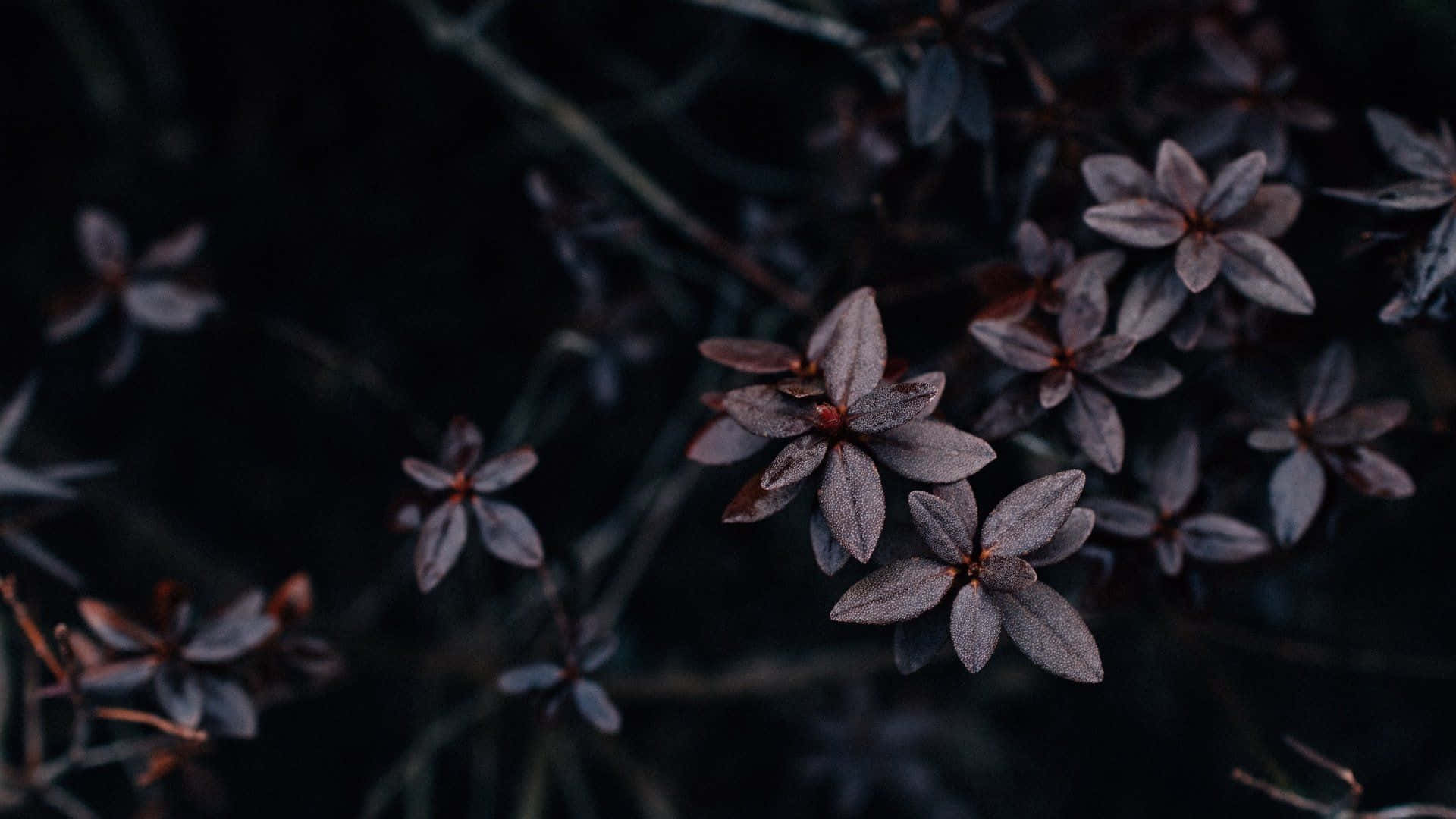 Dark Flower Aesthetic 桌布 壁紙 — 深紫色花朵帶有露珠，在黑色背景上柔和綻放，營造出憂鬱的特寫鏡頭。