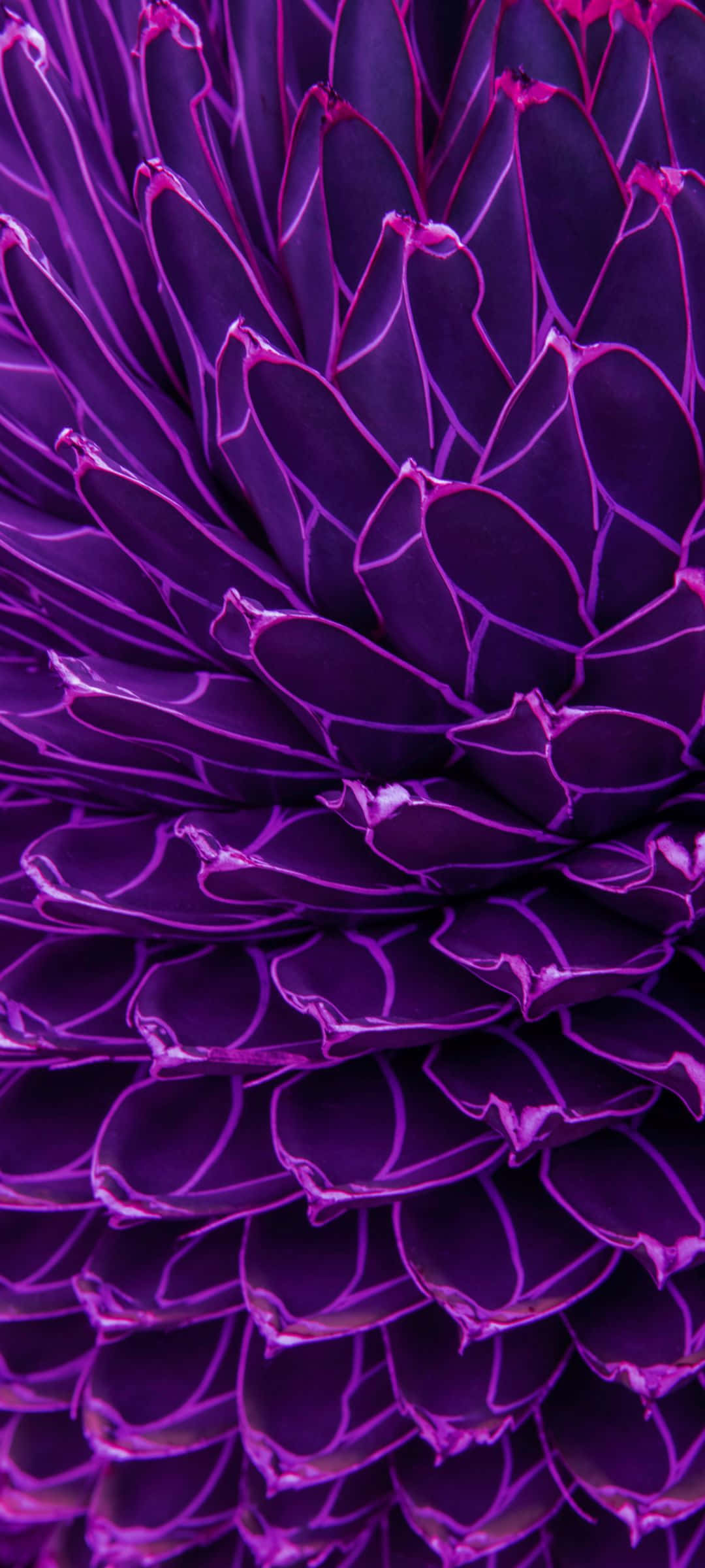 1080x2400 桌布 壁紙 — 深紫色花朵的特寫，帶有發光的紫羅蘭色葉脈和層層疊疊的花瓣，形成催眠般的螺旋圖案。