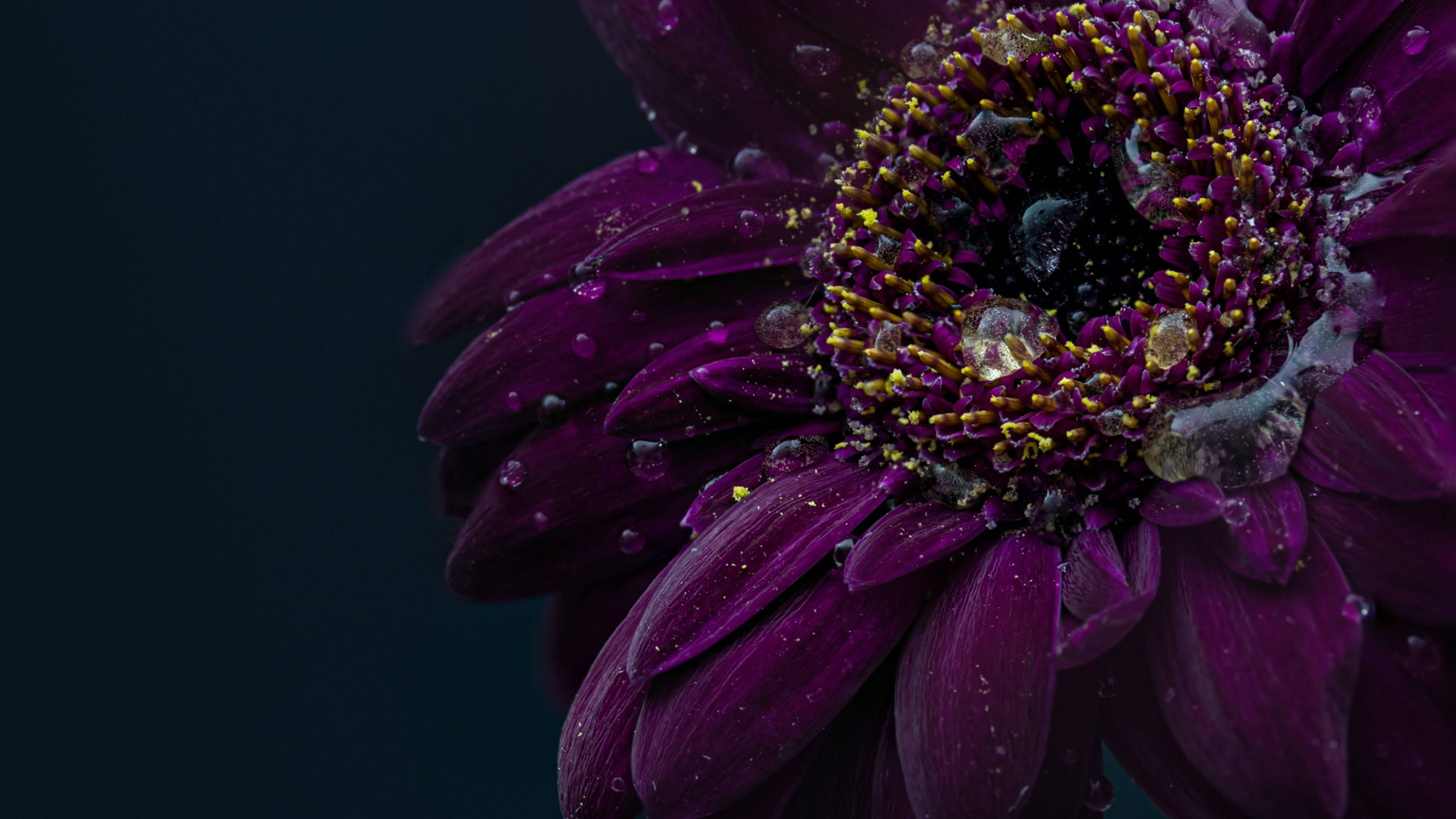 Flower Desktop 桌布 壁紙 — 深紫色花朵的特寫，花瓣上閃爍著露珠，背景為深色。