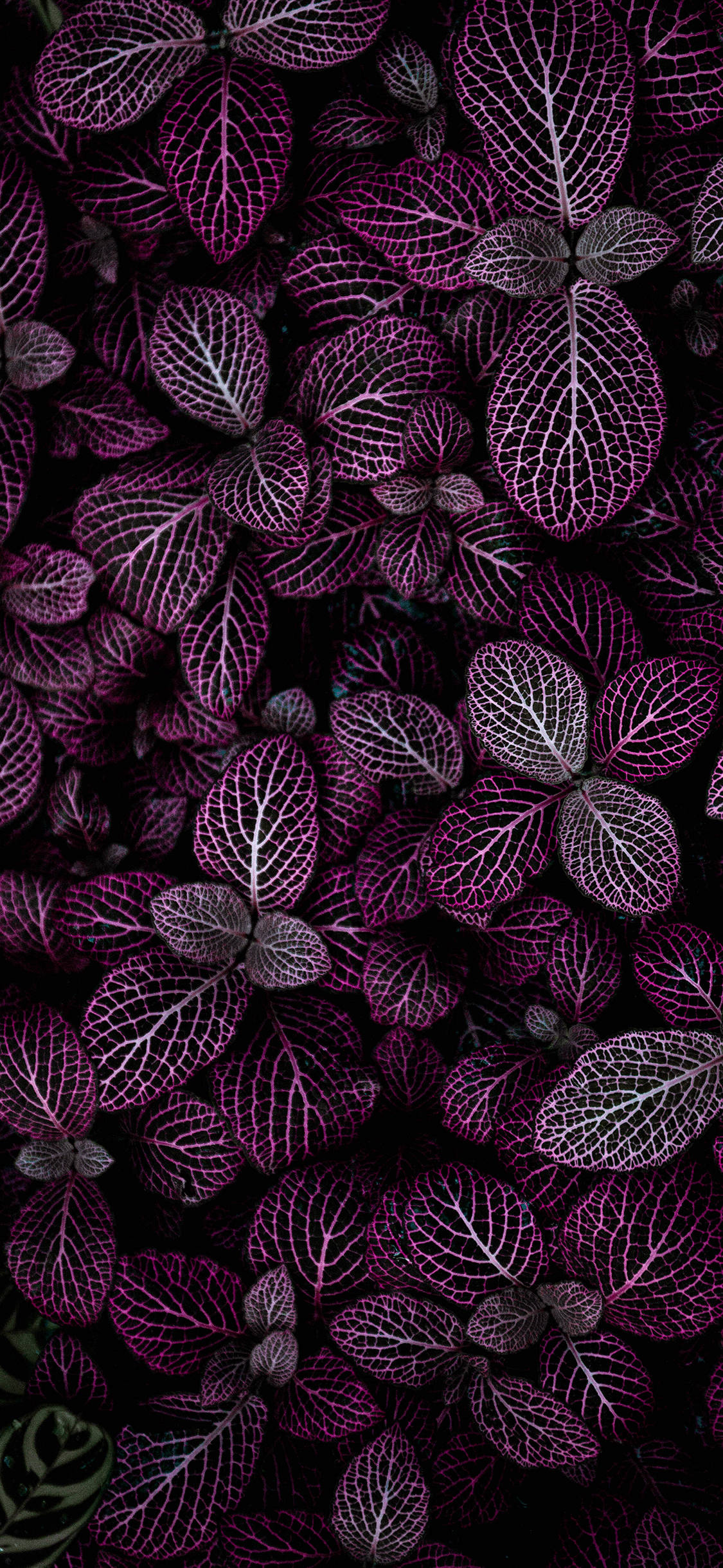Plants iPhone 桌布 壁紙 — 深紫色葉片的特寫，帶有複雜的白色葉脈圖案，背景為深色。