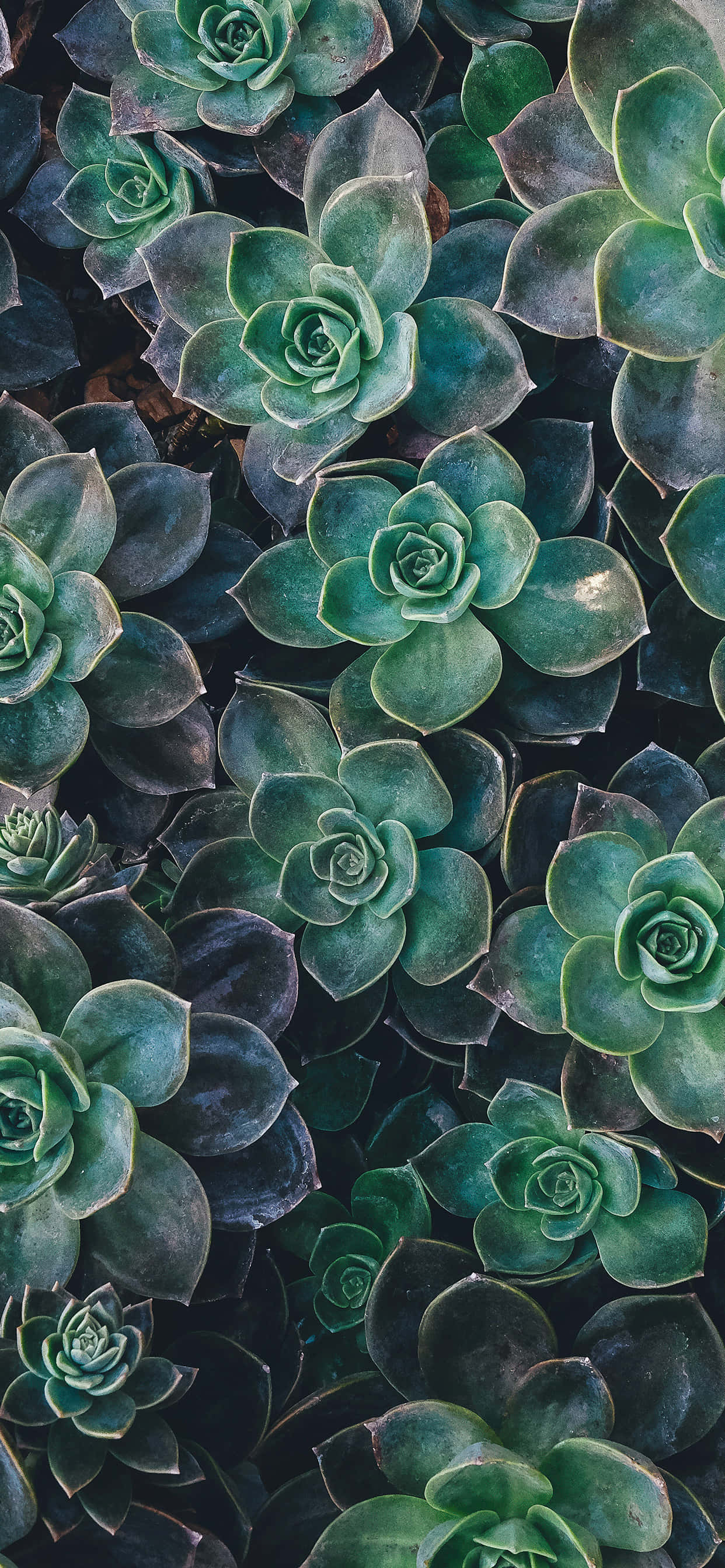 Succulents 桌布 壁紙 — 深綠色和藍綠色調中重疊的多肉植物蓮座叢的密集特寫，帶有微妙的高光。