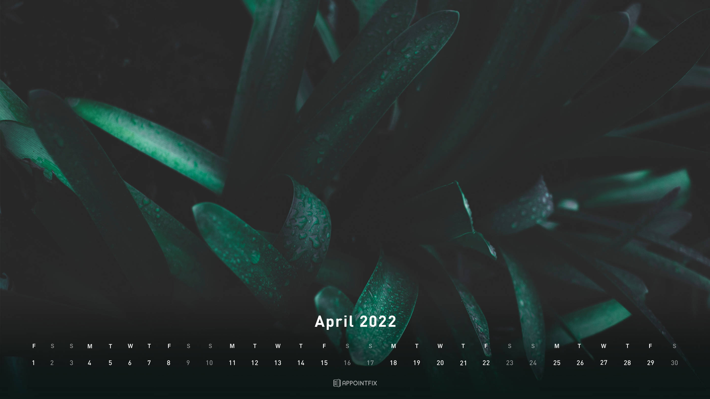April 桌布 壁紙 — 深綠色多肉葉片在氣氛燈光下閃爍著露珠，並帶有2022年4月日曆覆蓋層。