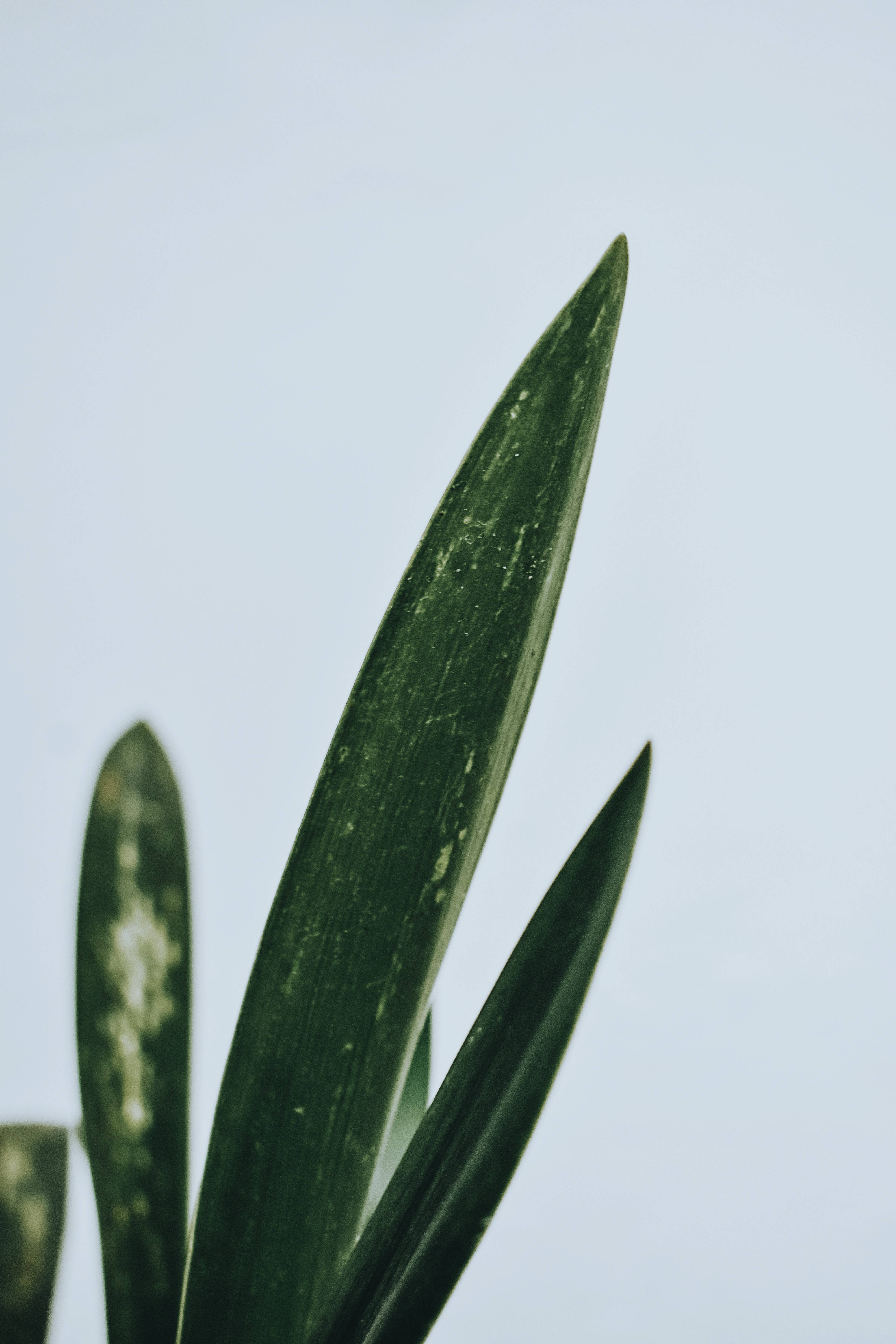 極簡美學 桌布 壁紙 — 深綠色尖葉植物的特寫，背景為柔和淡藍色。