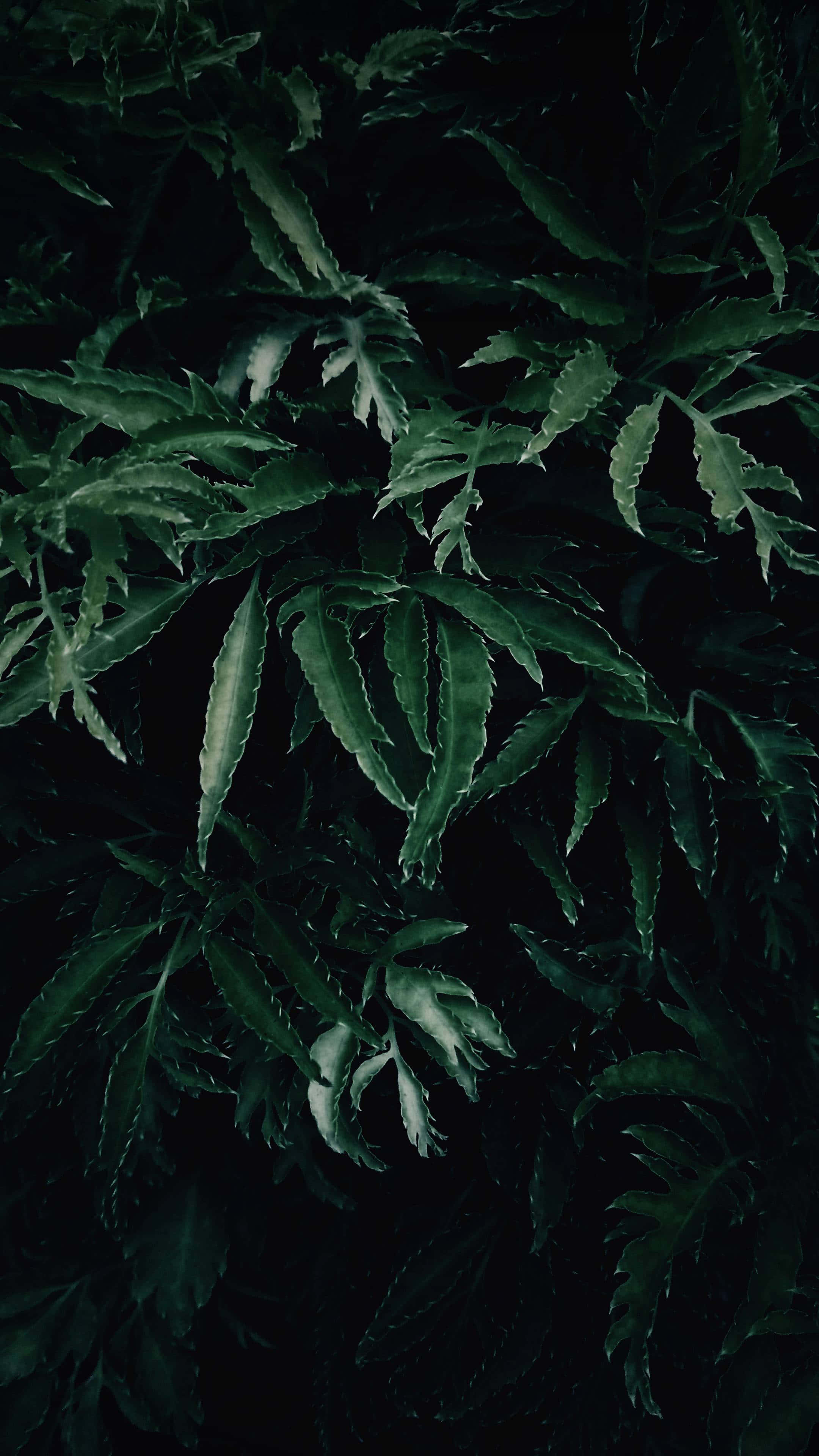 Green Phone 桌布 壁紙 — 深綠色帶刺的葉子，邊緣呈鋸齒狀，在黑色背景上隱約發光，營造出陰鬱的特寫效果。