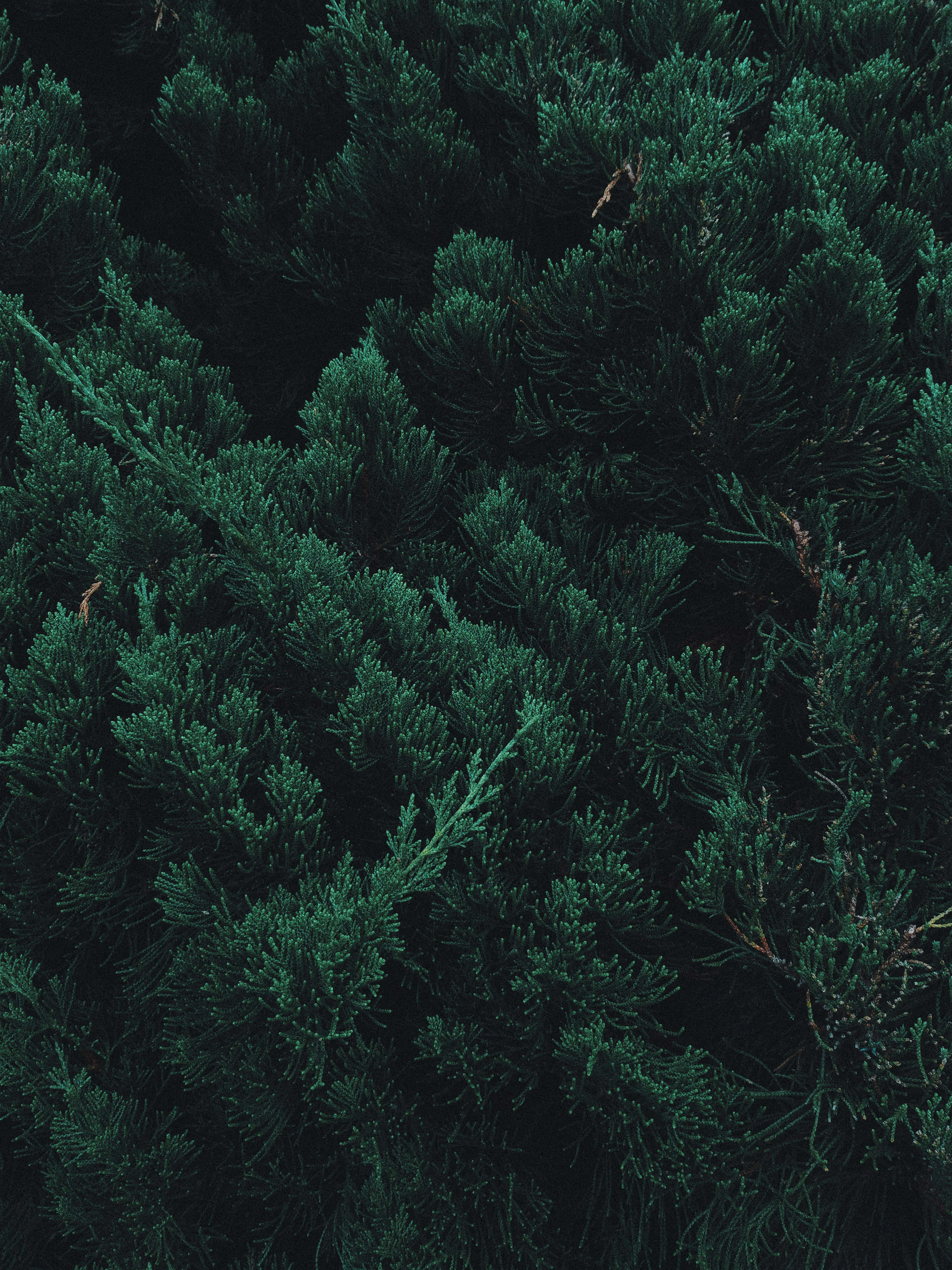trees 桌布 壁紙 — 深綠色常綠樹枝的密集特寫，深沉的陰影營造出豐富紋理的森林樹冠。