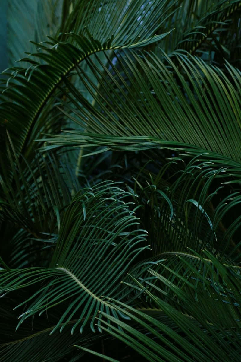 Tropical Aesthetic 桌布 壁紙 — 深綠色棕櫚葉在茂密的熱帶叢林樹冠中重疊，帶有深邃陰影和豐富的葉片質感。