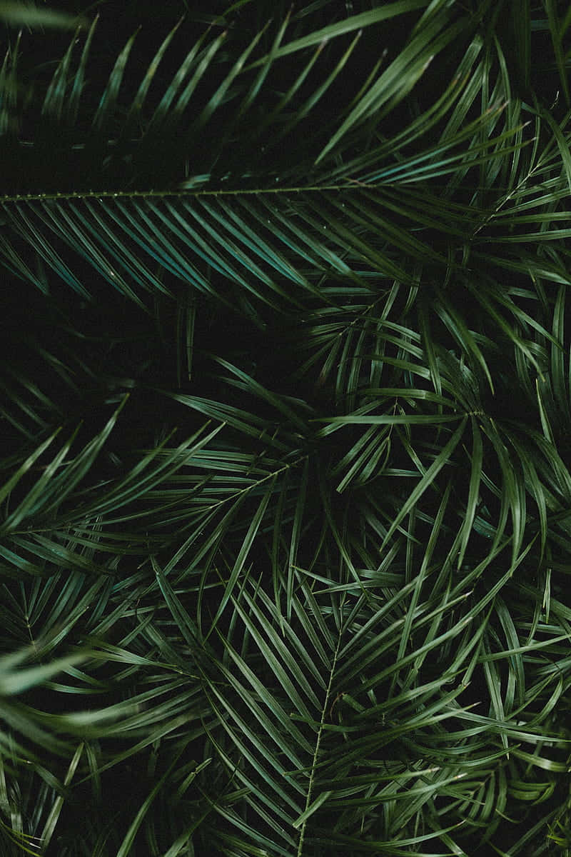 Aesthetic Palm Leaves 桌布 壁紙 — 深綠色棕櫚葉在黑色背景上以密集的熱帶圖案重疊。