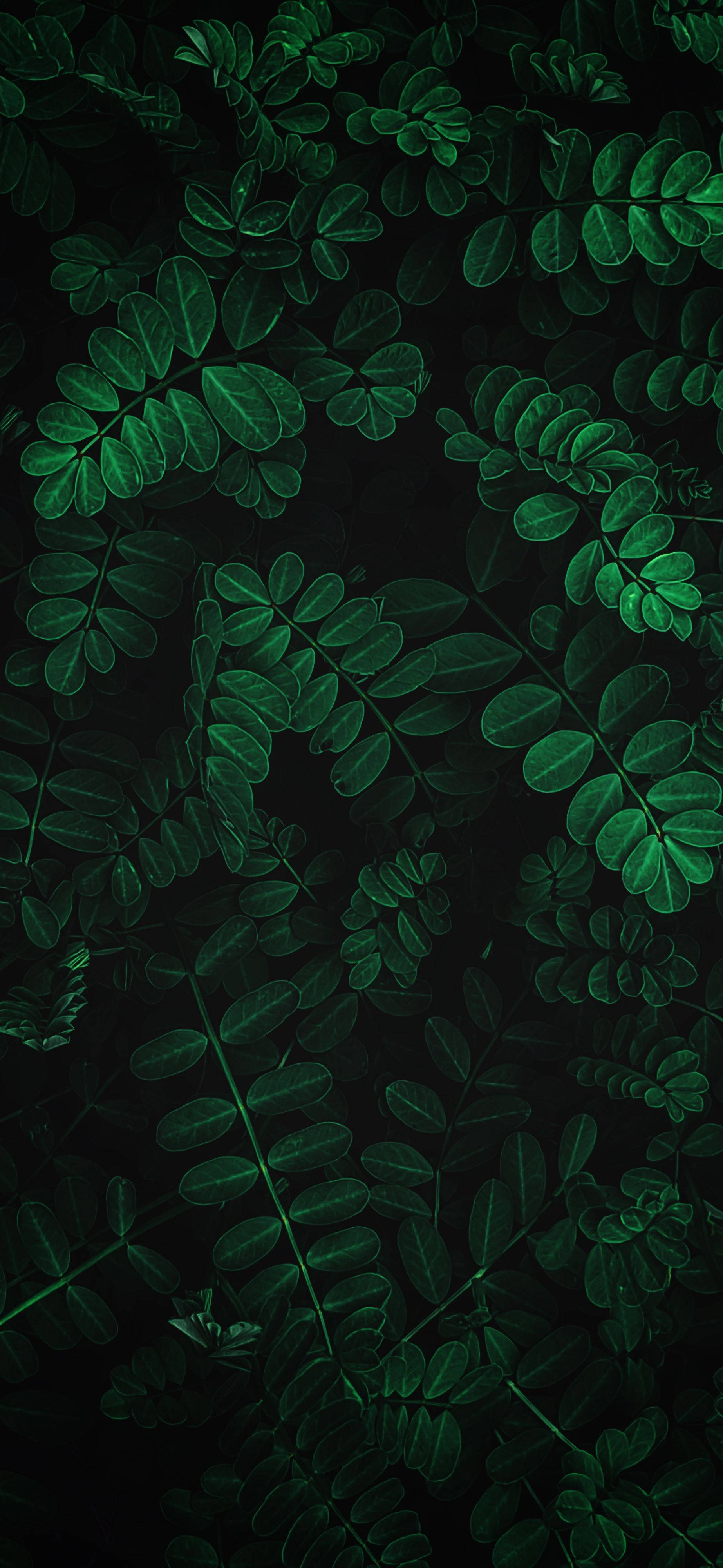 Plants iPhone 桌布 壁紙 — 深綠色樹葉枝條在黑色背景上發光，形成密集的有機圖案。
