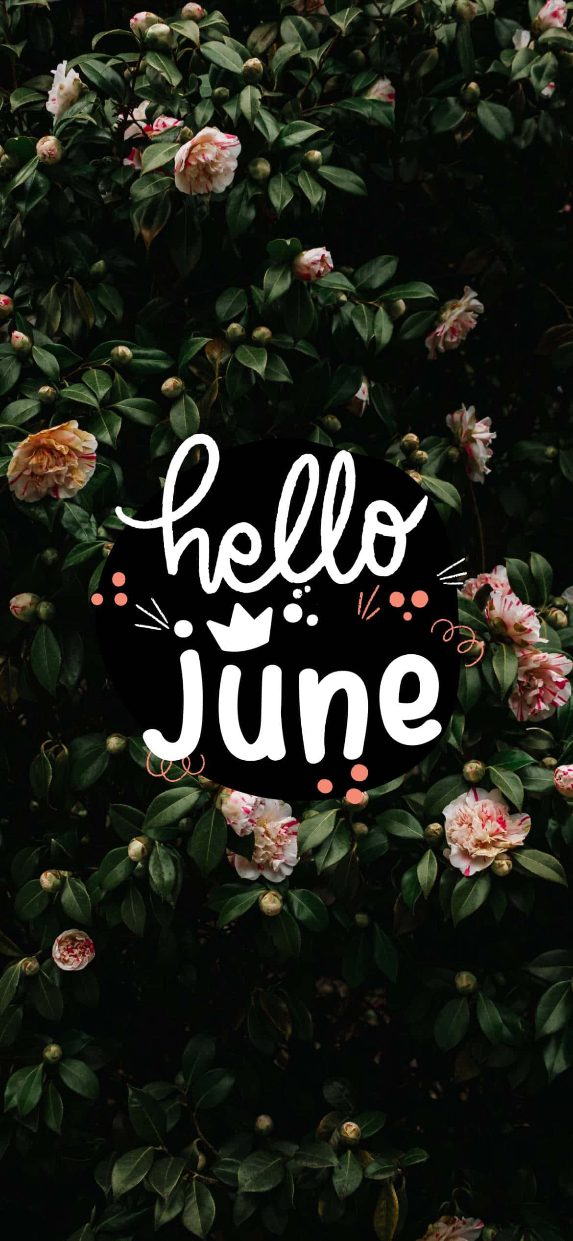 Hello June 桌布 壁紙 — 深綠色灌木叢中盛開的粉紅色山茶花，環繞著白色草書文字 hello june，並綴有細小裝飾元素。