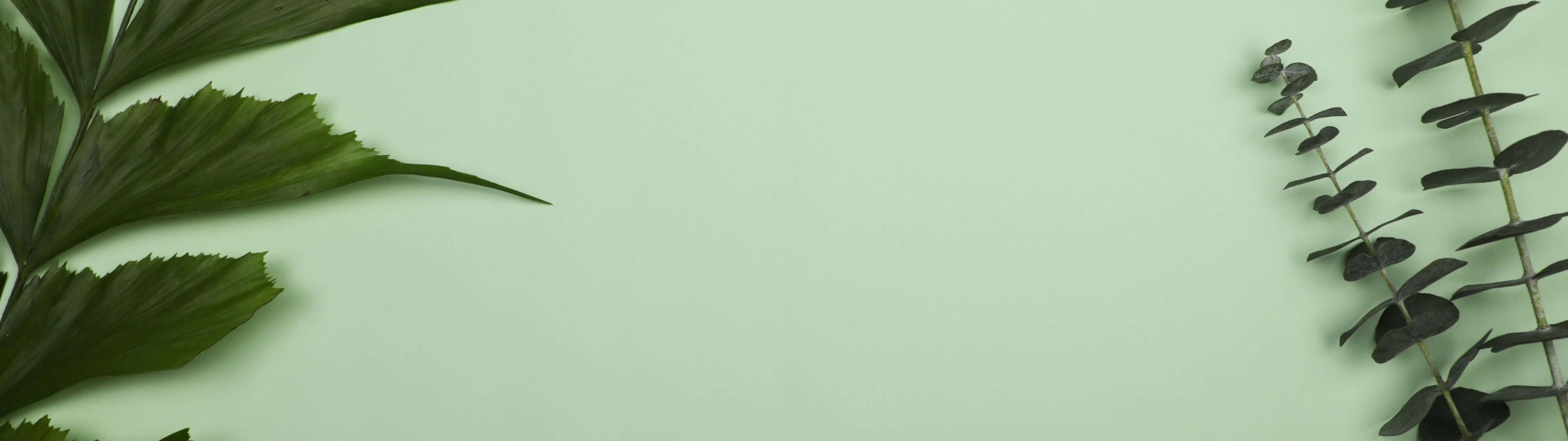 3840x1080 桌布 壁紙 — 深綠色熱帶樹葉和尤加利樹枝框住柔和的薄荷綠色背景，並有充足的複製空間。