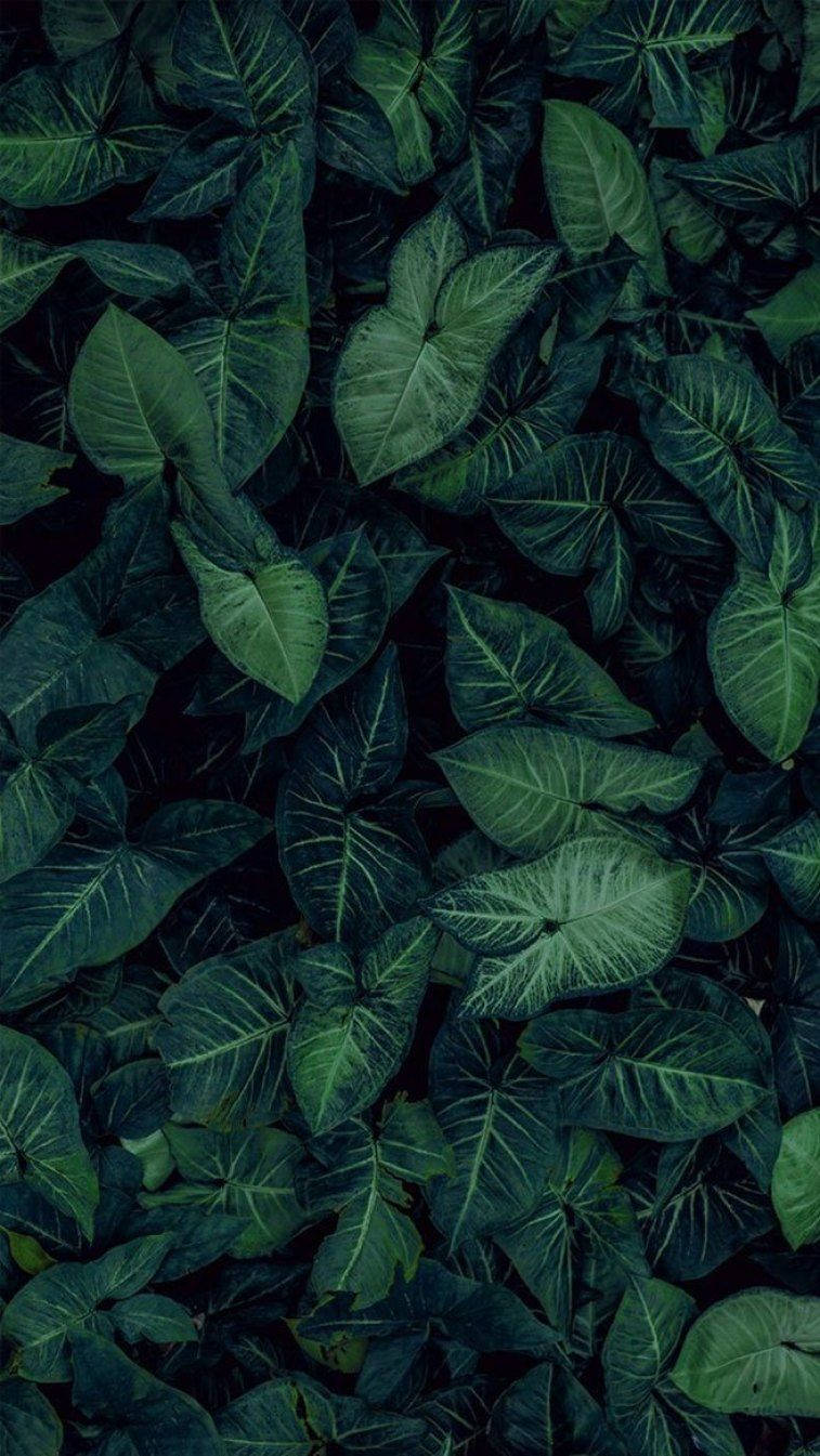 Leaves 桌布 壁紙 — 深綠色熱帶樹葉密集交織，淺色葉脈形成豐富的紋理圖案。