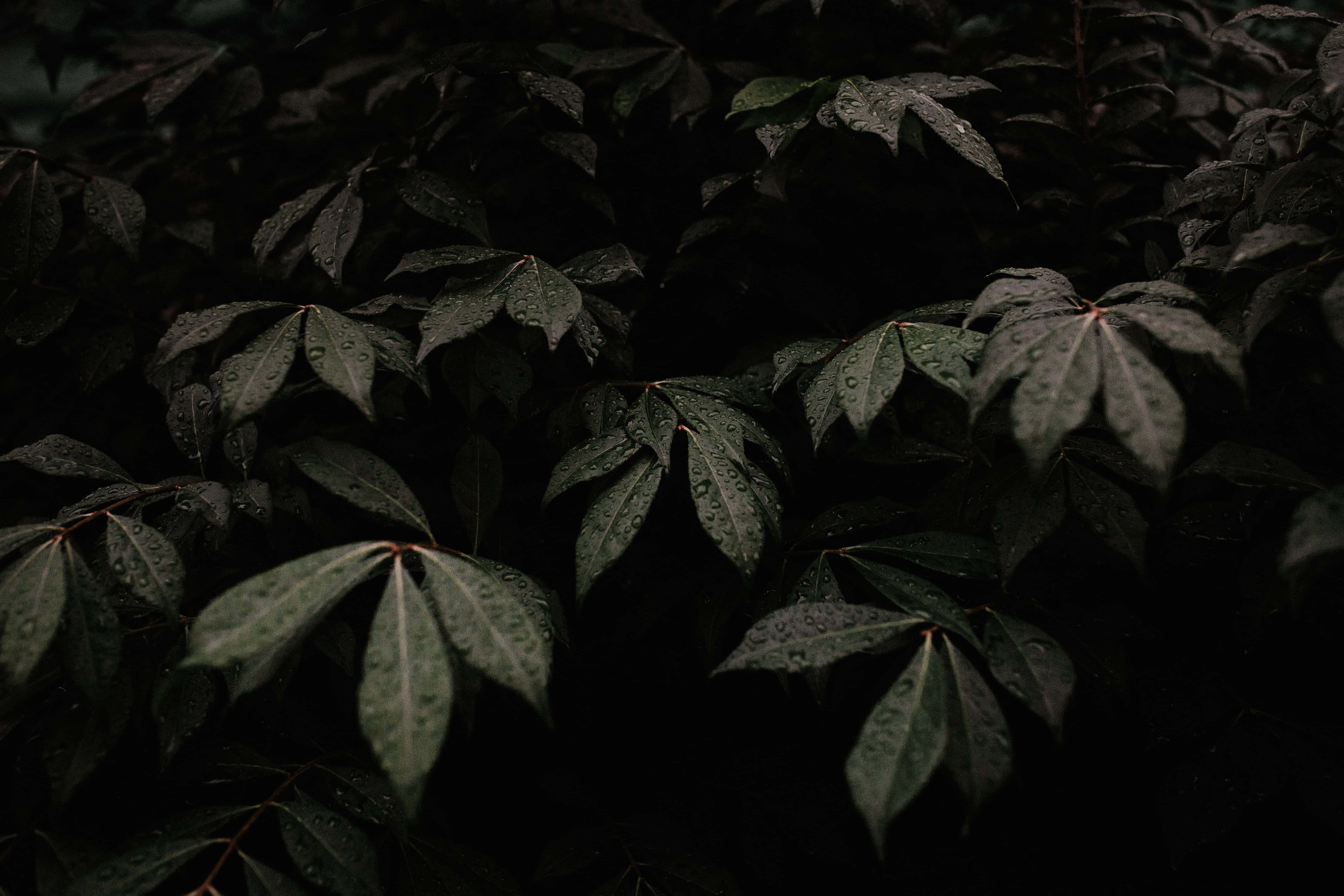 桌布 壁紙 — 深綠色的樹葉在陰暗森林背景下閃爍著雨滴。