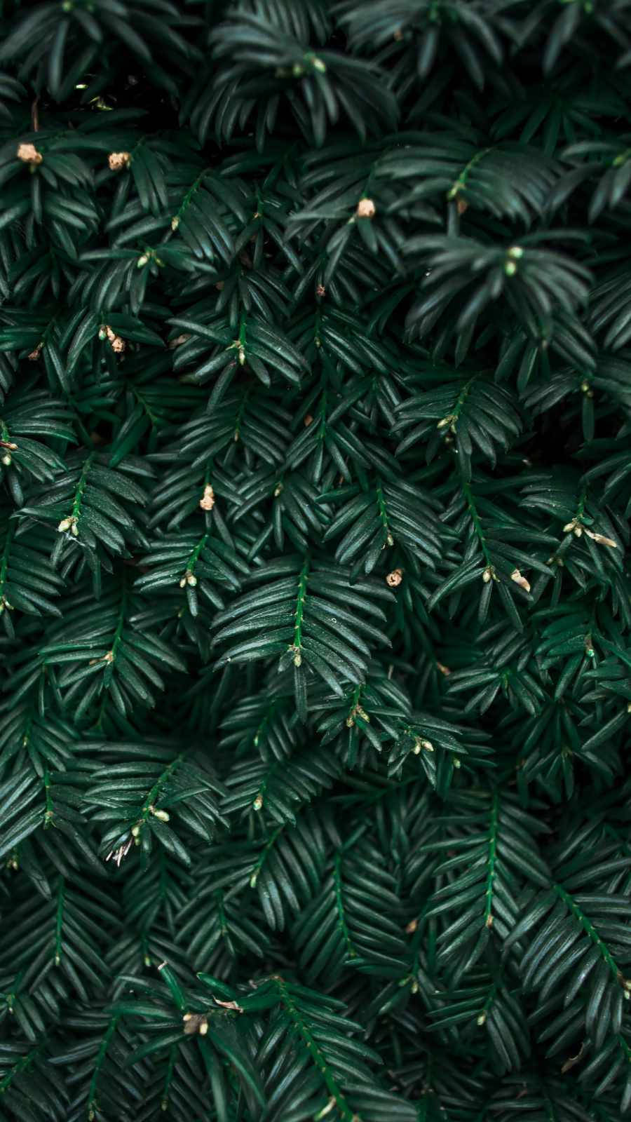 Plant iPhone 桌布 壁紙 — 深綠色紫杉樹枝的密集特寫，帶有細小的棕色芽苞，形成豐富紋理的自然圖案。