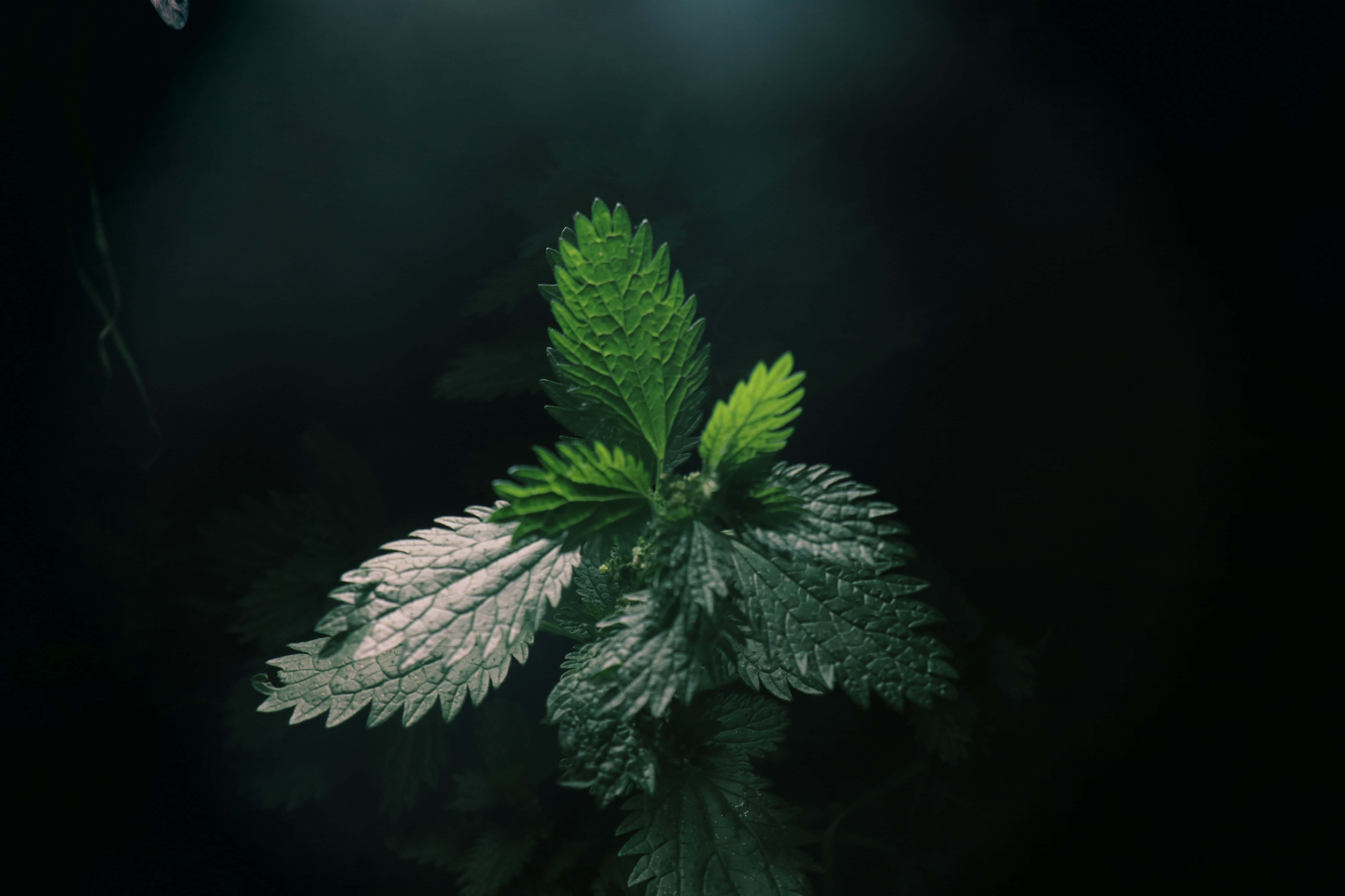 深綠色美學圖片 壁紙
