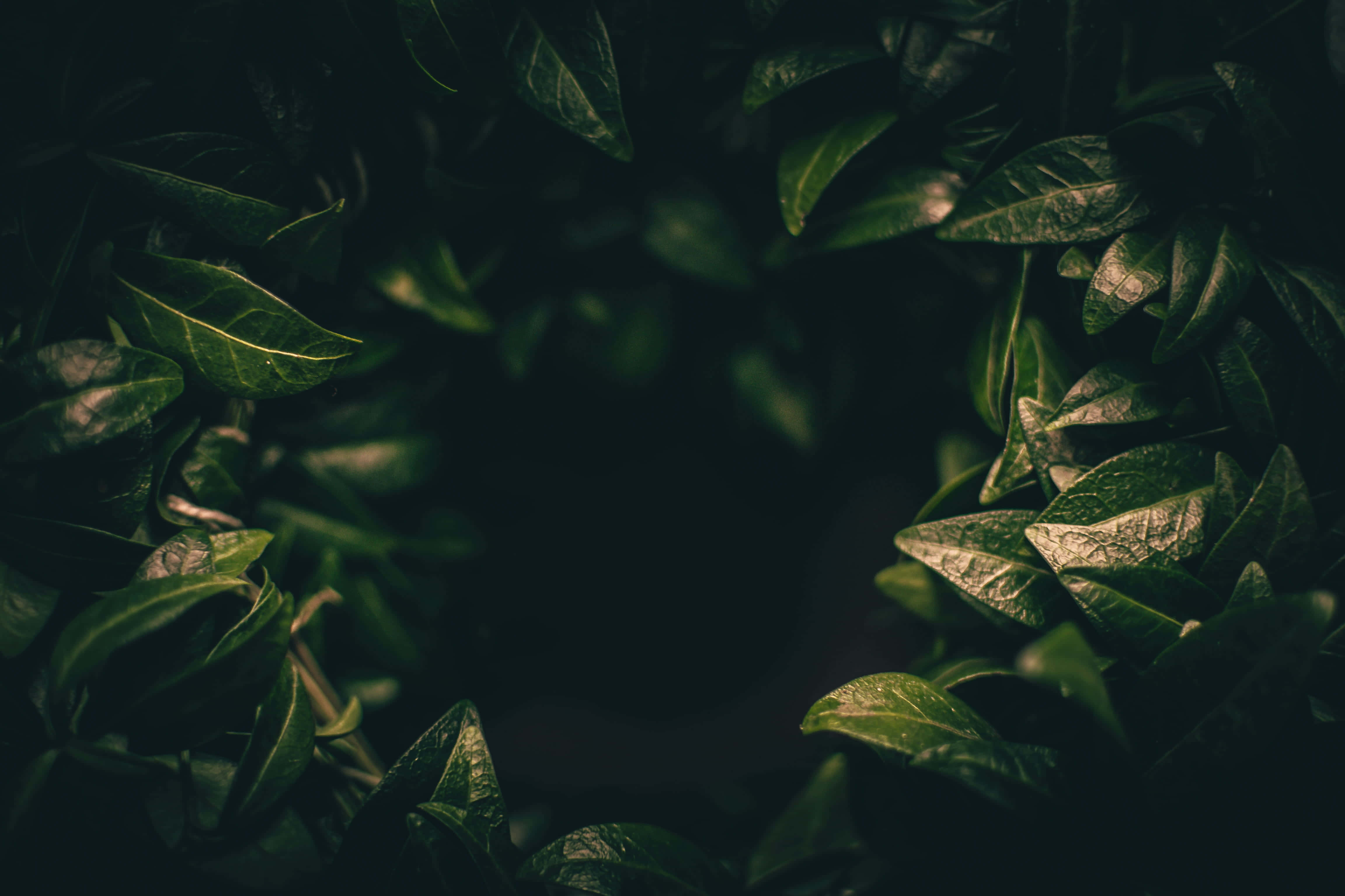 深綠色美學圖片 壁紙