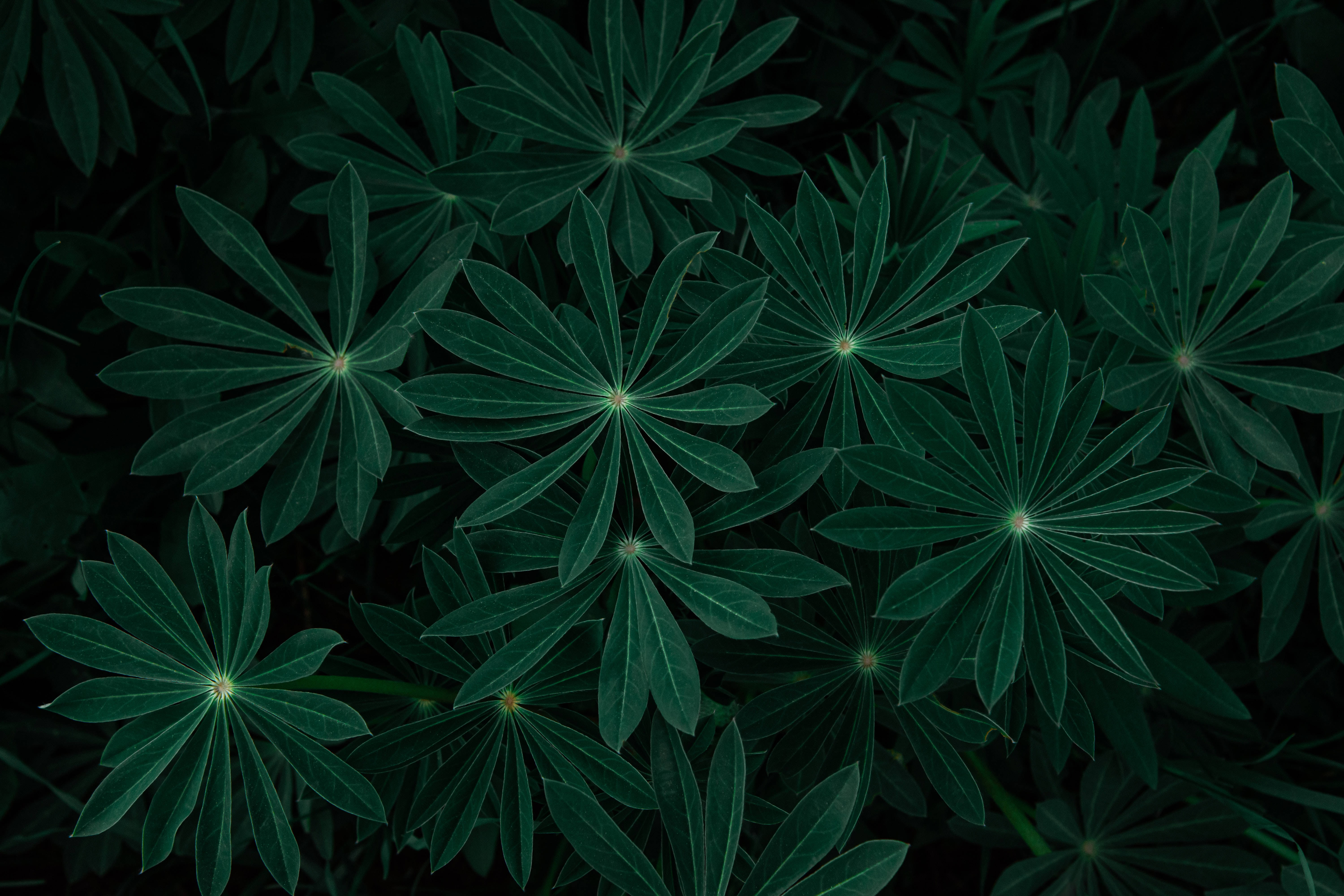 深綠色動畫 桌布 壁紙 — 深綠色羽扇豆葉片形成密集紋理圖案，具有放射狀對稱性，背景陰暗。