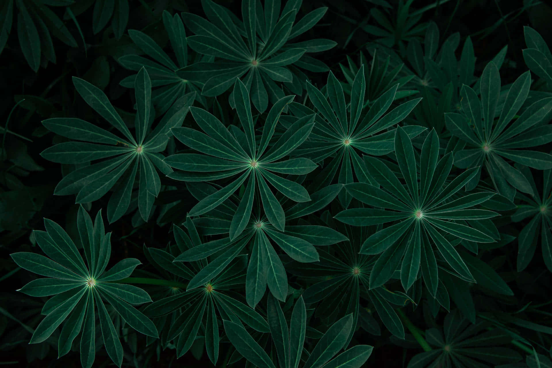 深綠色動畫 桌布 壁紙 — 深綠色羽扇豆葉片特寫，呈放射狀對稱，背景為深色。