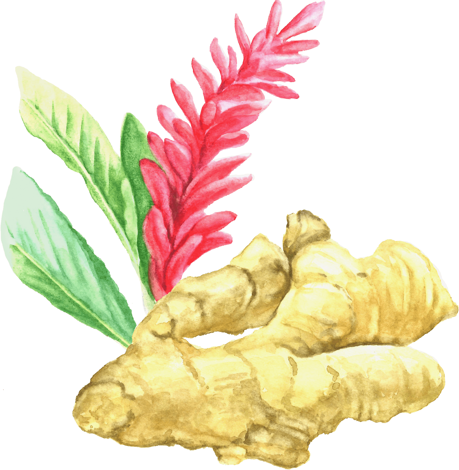 Ginger 桌布 壁紙 — 深綠色背景上，生薑根部帶有鮮豔粉紅色花朵和綠色葉子的水彩插圖。