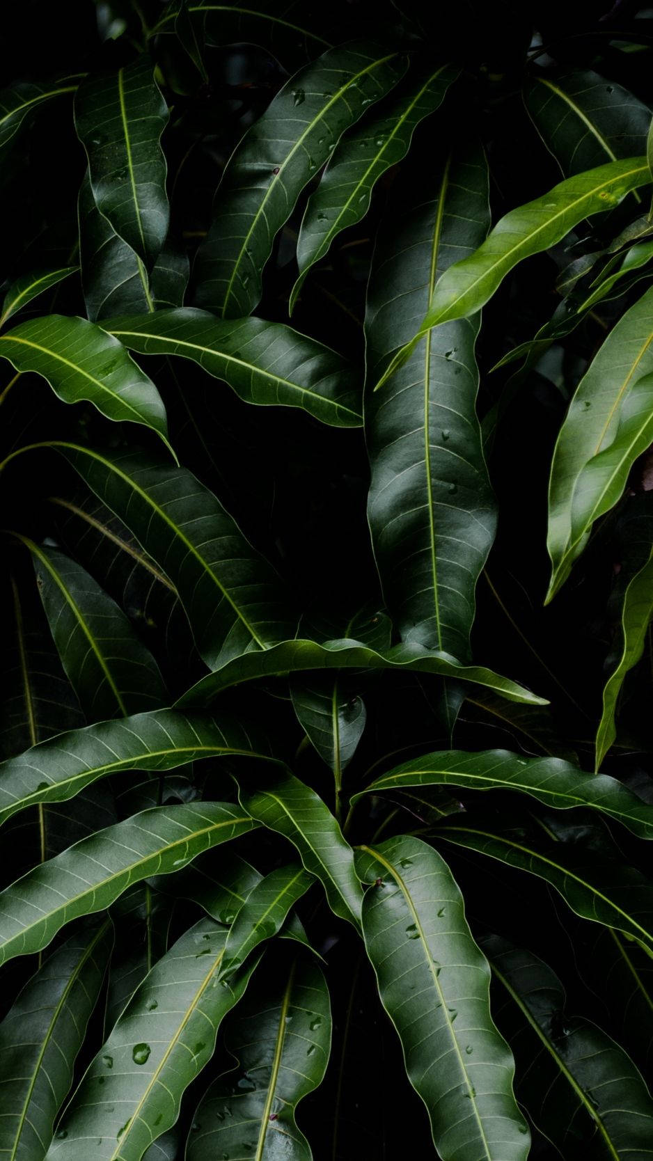 Plants iPhone 桌布 壁紙 — 深綠色芒果葉上的水滴在陰影背景下閃閃發光，呈現出茂密的熱帶環境。