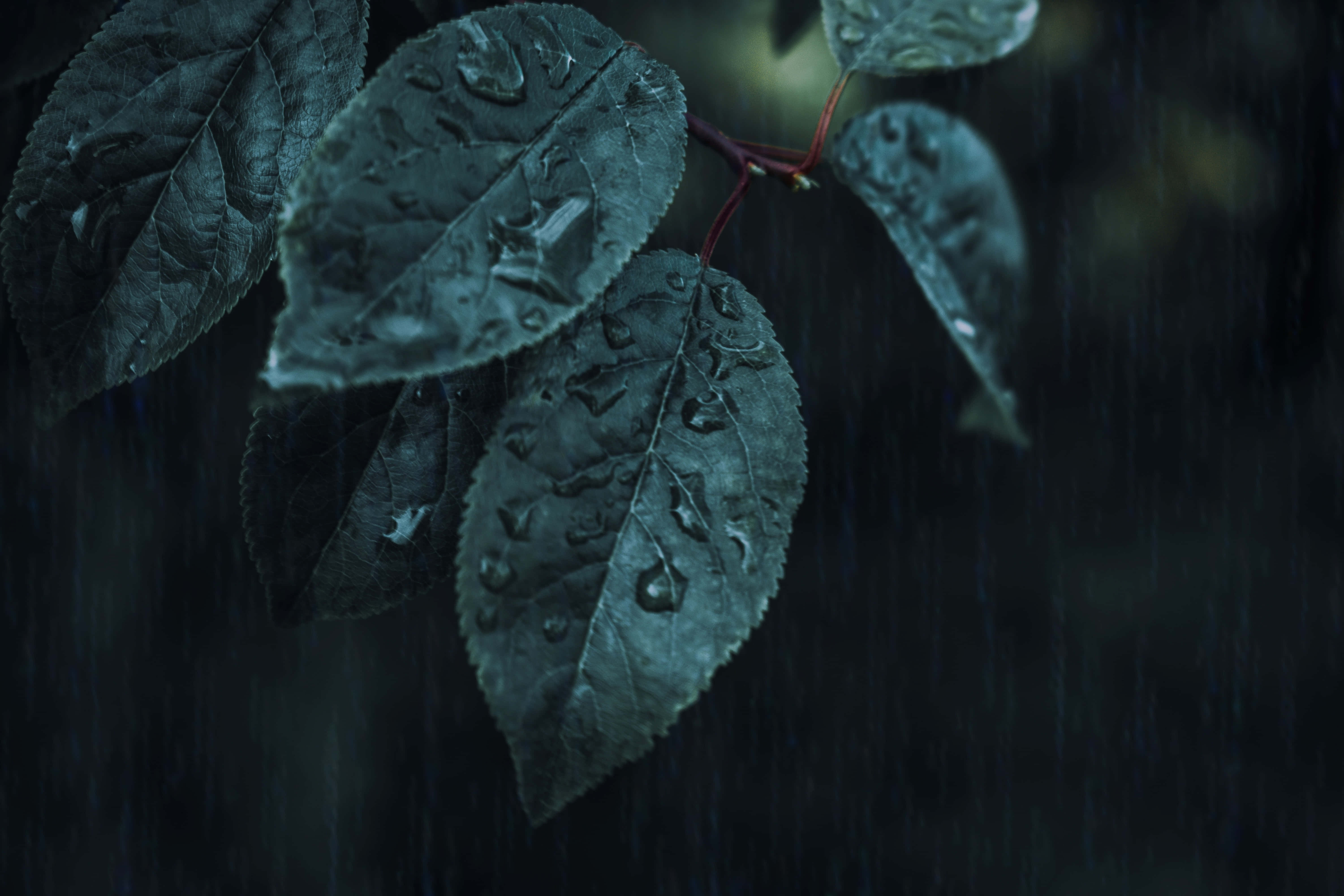 深綠色系動畫 桌布 壁紙 — 深綠色葉子在朦朧的雨景和陰鬱燈光下閃爍著雨滴。